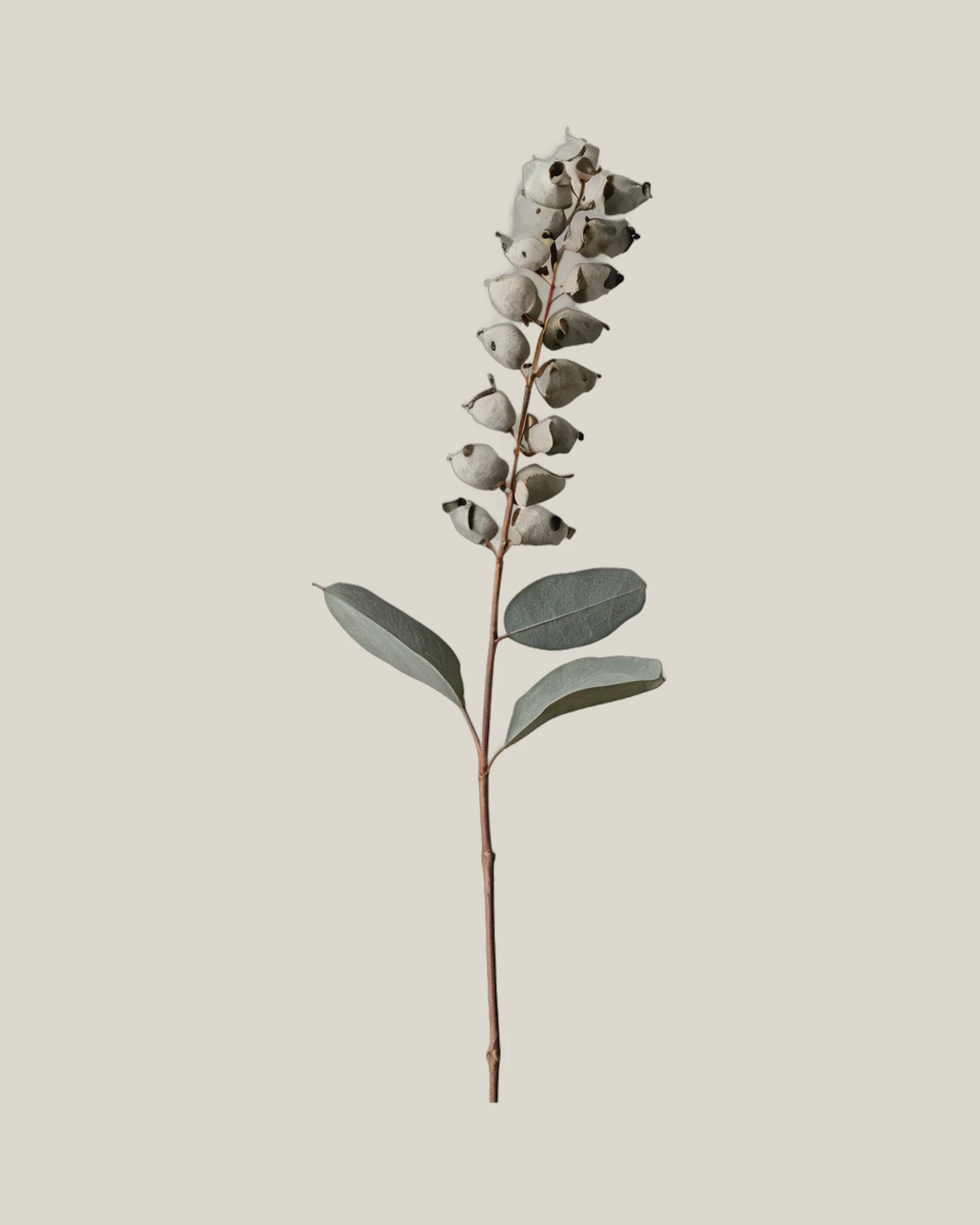 Eukalyptuskapsel – Eucalyptus, freigestellte botanische Studioaufnahme