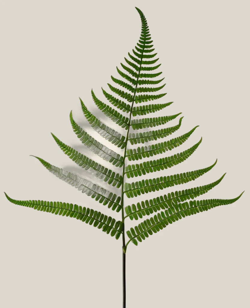 Farn – Polypodiopsida, freigestellte botanische Studioaufnahme