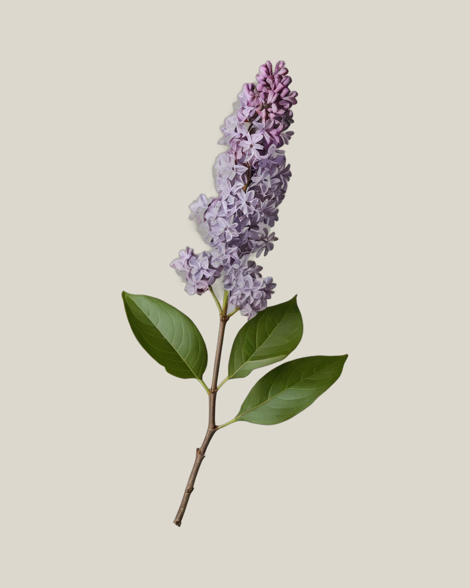 Flieder Violett – Syringa vulgaris, freigestellte botanische Studioaufnahme