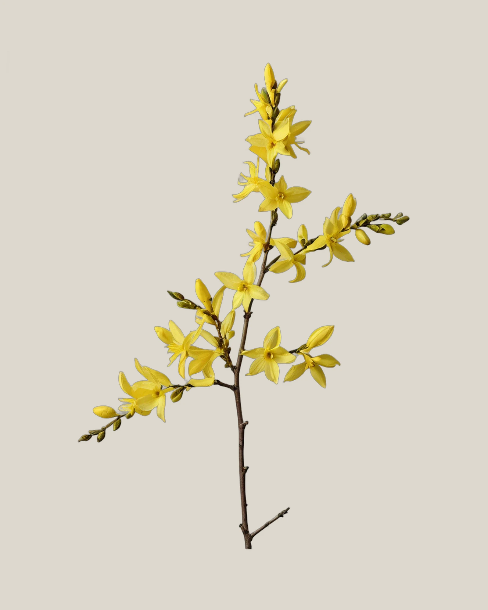 Forsythie – Forsythia, freigestellte botanische Studioaufnahme