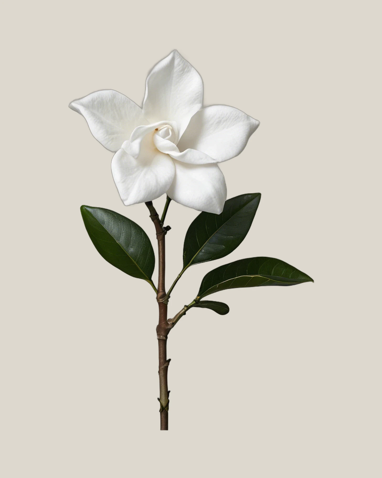 Gardenie – Gardenia jasminoides, freigestellte botanische Studioaufnahme