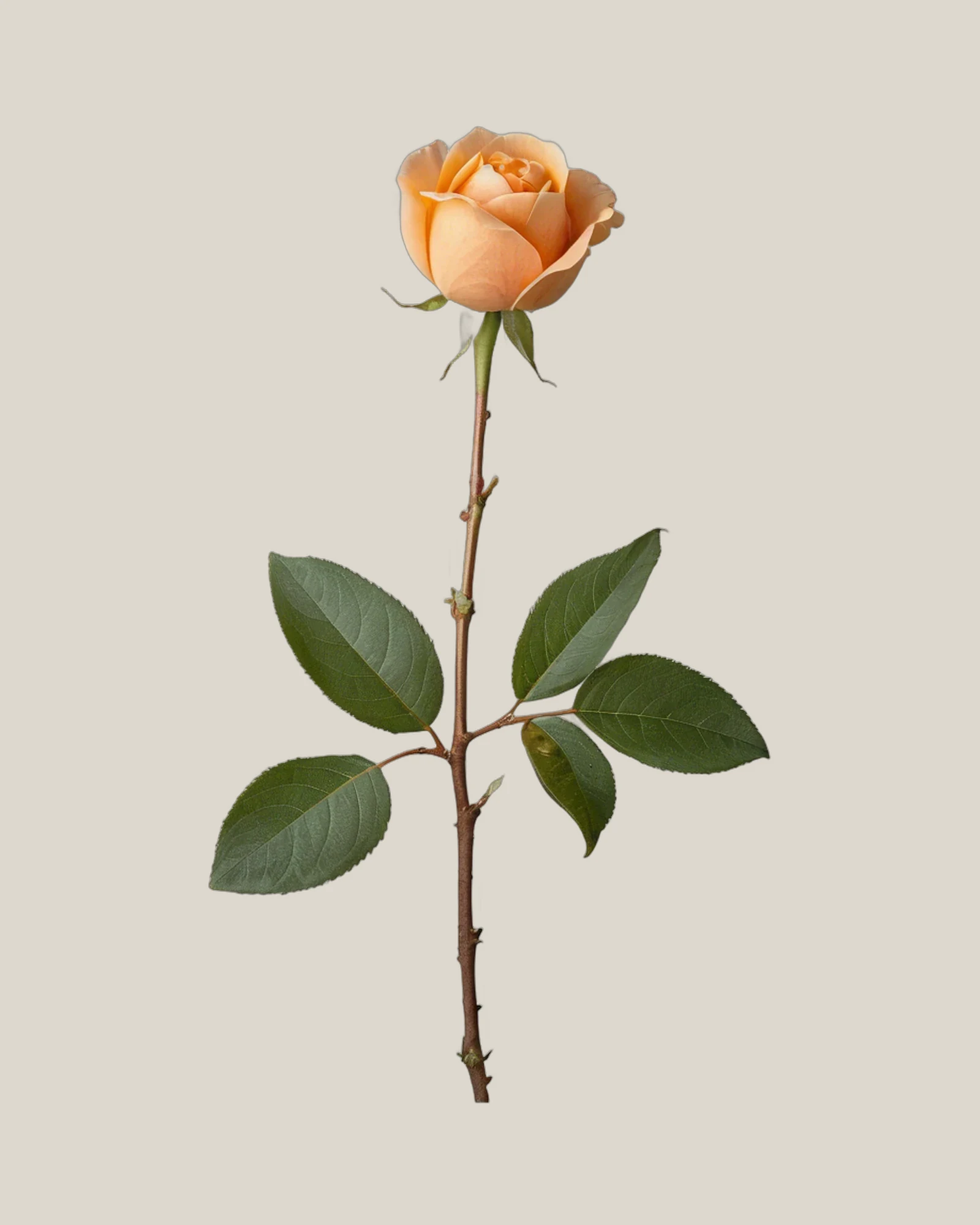 Gartenrose Apricot – Rosa hybrida, freigestellte botanische Studioaufnahme