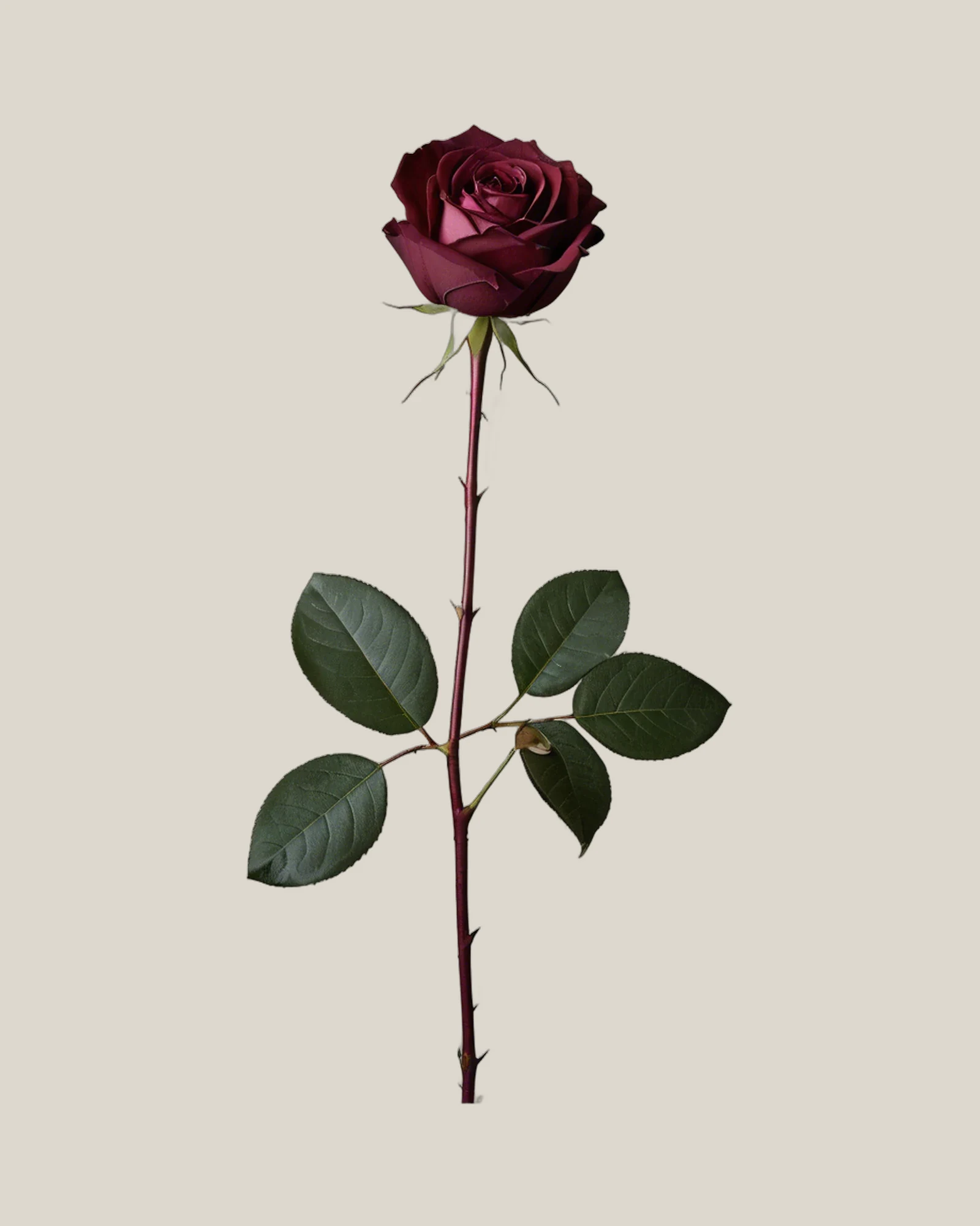 Gartenrose Burgundy – Rosa hybrida, freigestellte botanische Studioaufnahme