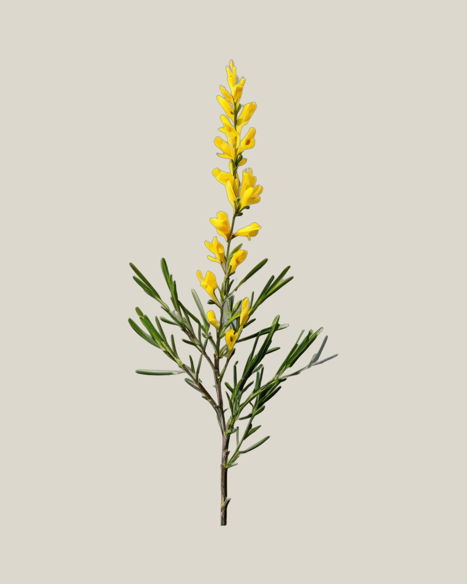 Ginster – Genista, freigestellte botanische Studioaufnahme