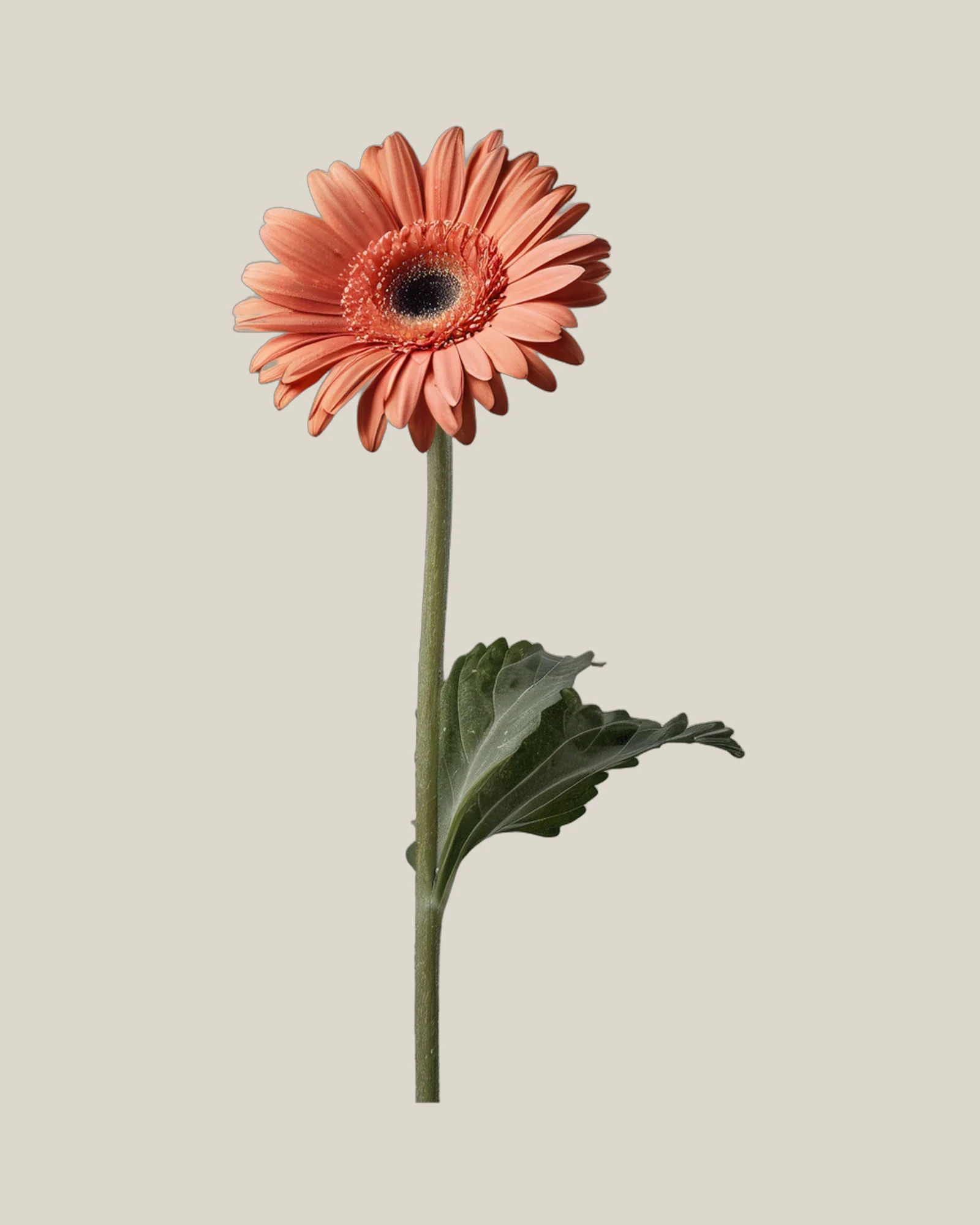 Gerbera Coral – Gerbera jamesonii, freigestellte botanische Studioaufnahme