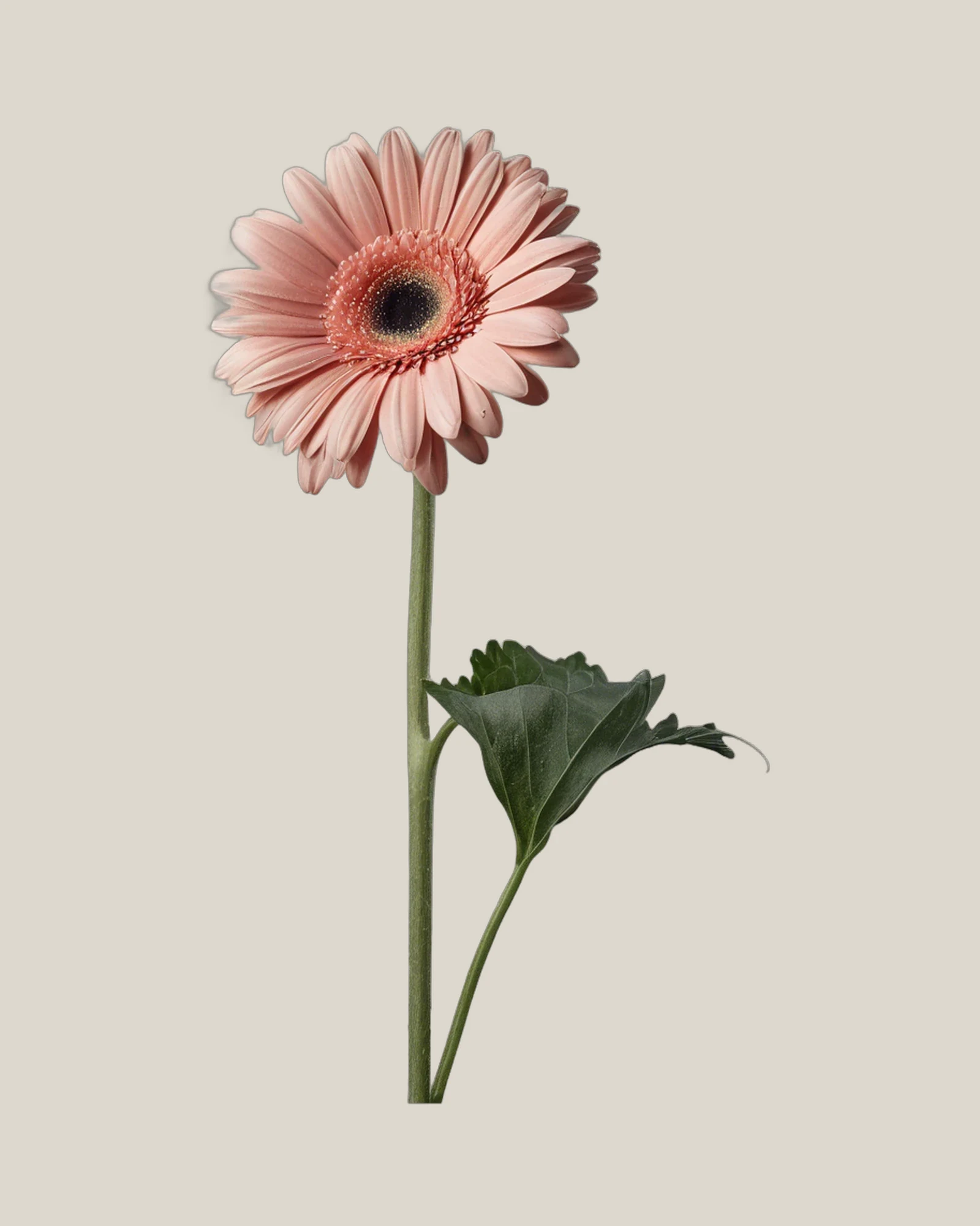 Gerbera Pink – Gerbera jamesonii, freigestellte botanische Studioaufnahme