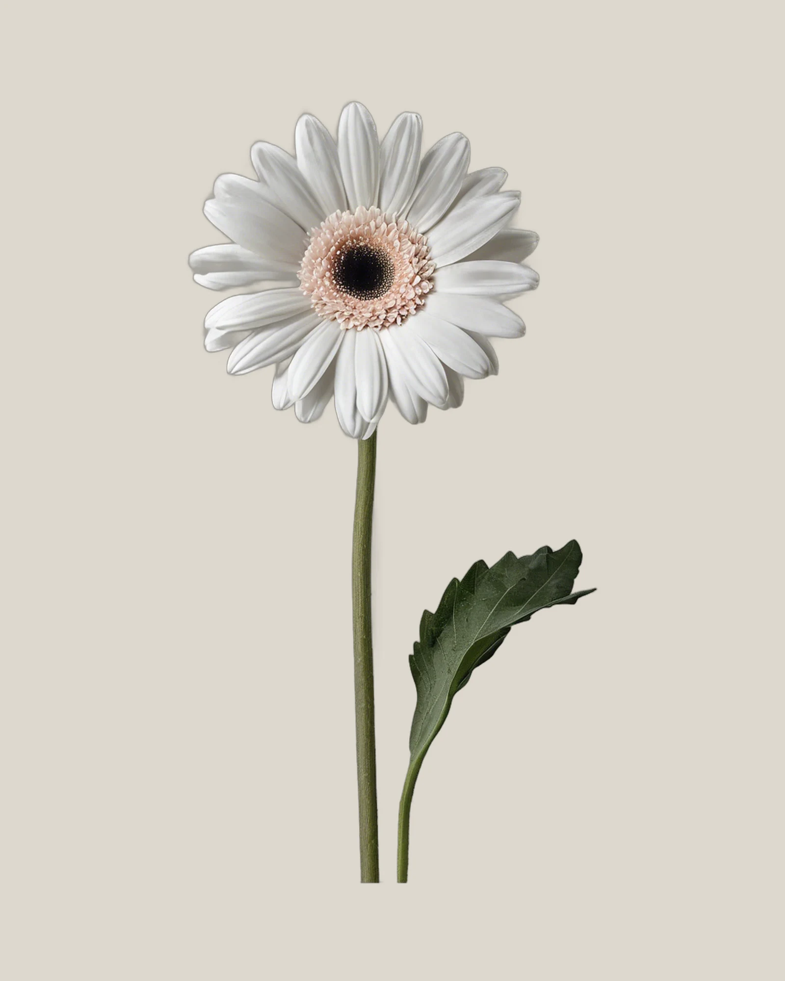 Gerbera Weiß – Gerbera jamesonii, freigestellte botanische Studioaufnahme