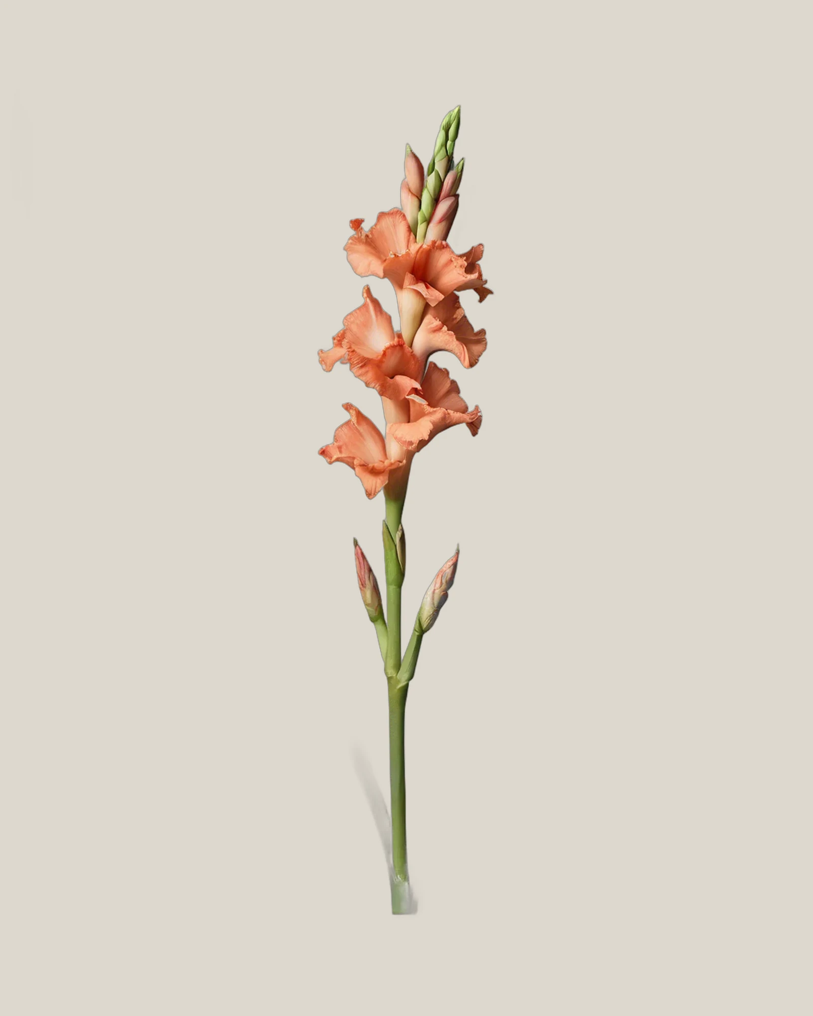 Gladiole Coral – Gladiolus, freigestellte botanische Studioaufnahme