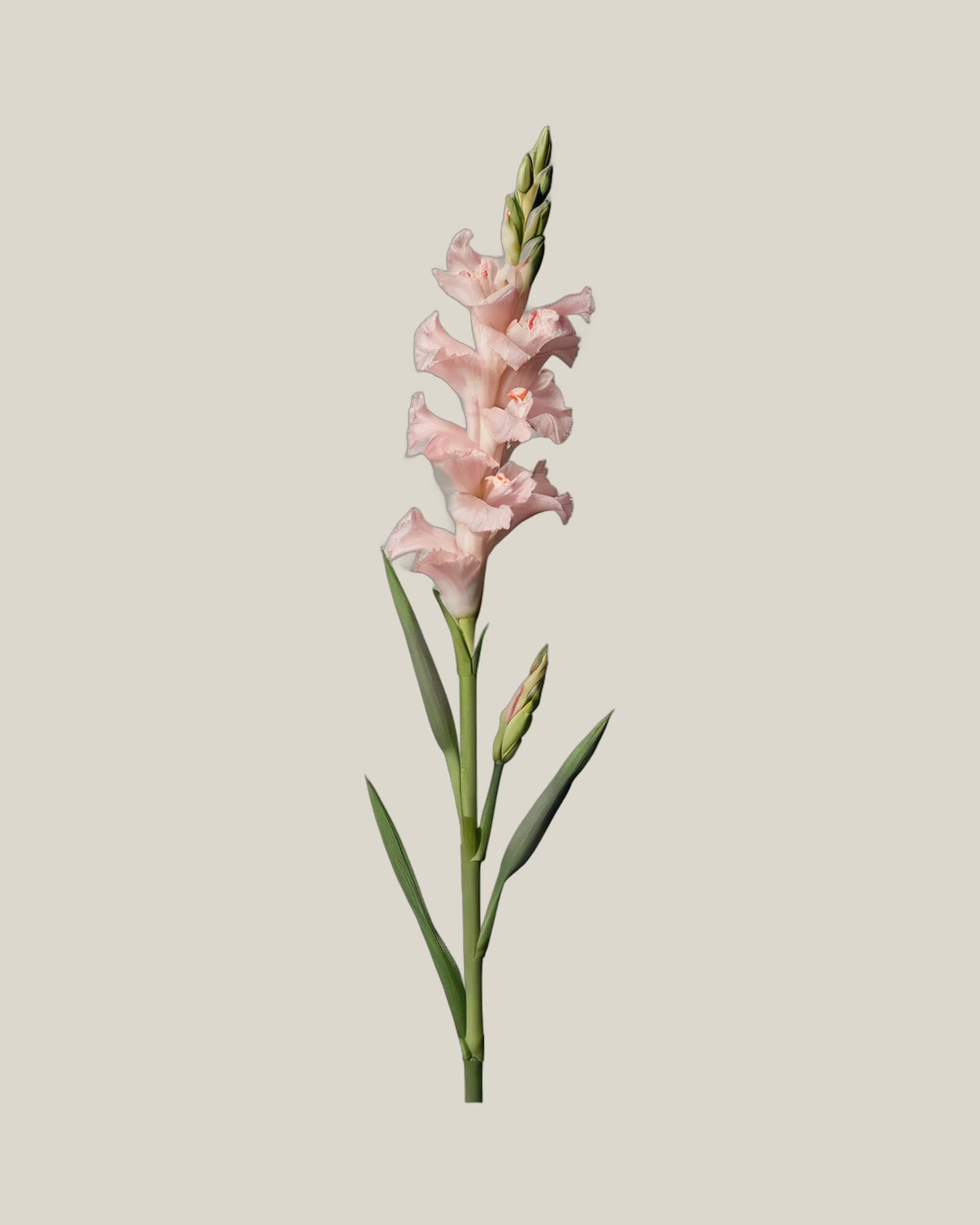 Gladiole Pink – Gladiolus, freigestellte botanische Studioaufnahme