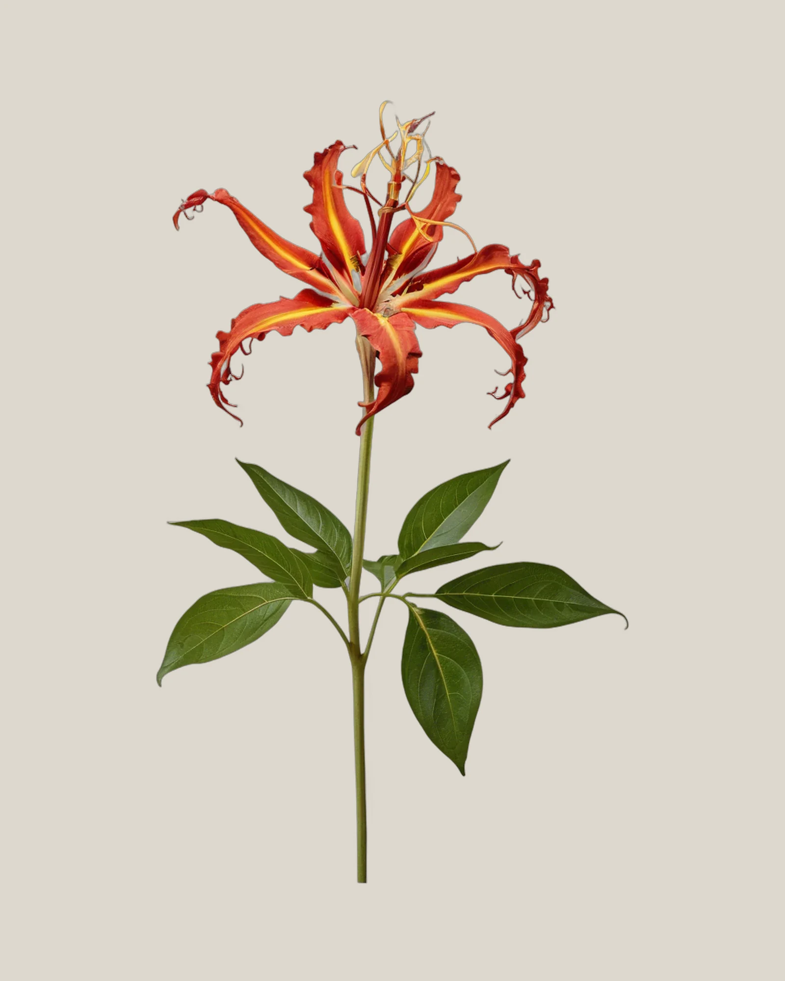 Gloriosa – Gloriosa superba, freigestellte botanische Studioaufnahme