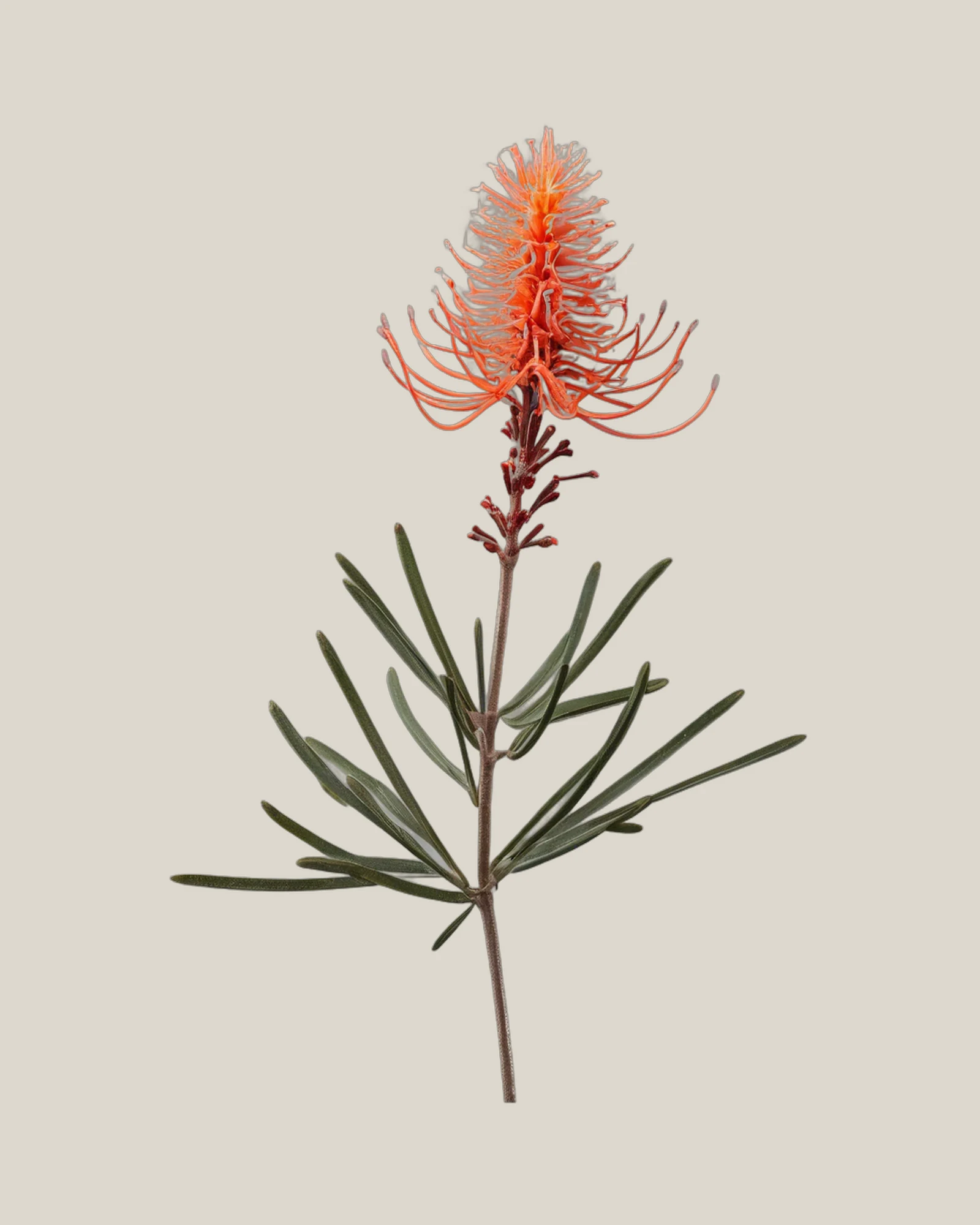 Grevillea – Grevillea, freigestellte botanische Studioaufnahme