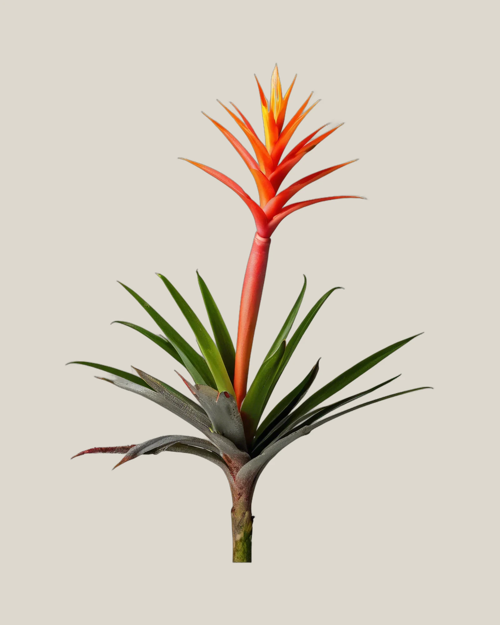 Guzmania Orange – Guzmania lingulata, freigestellte botanische Studioaufnahme
