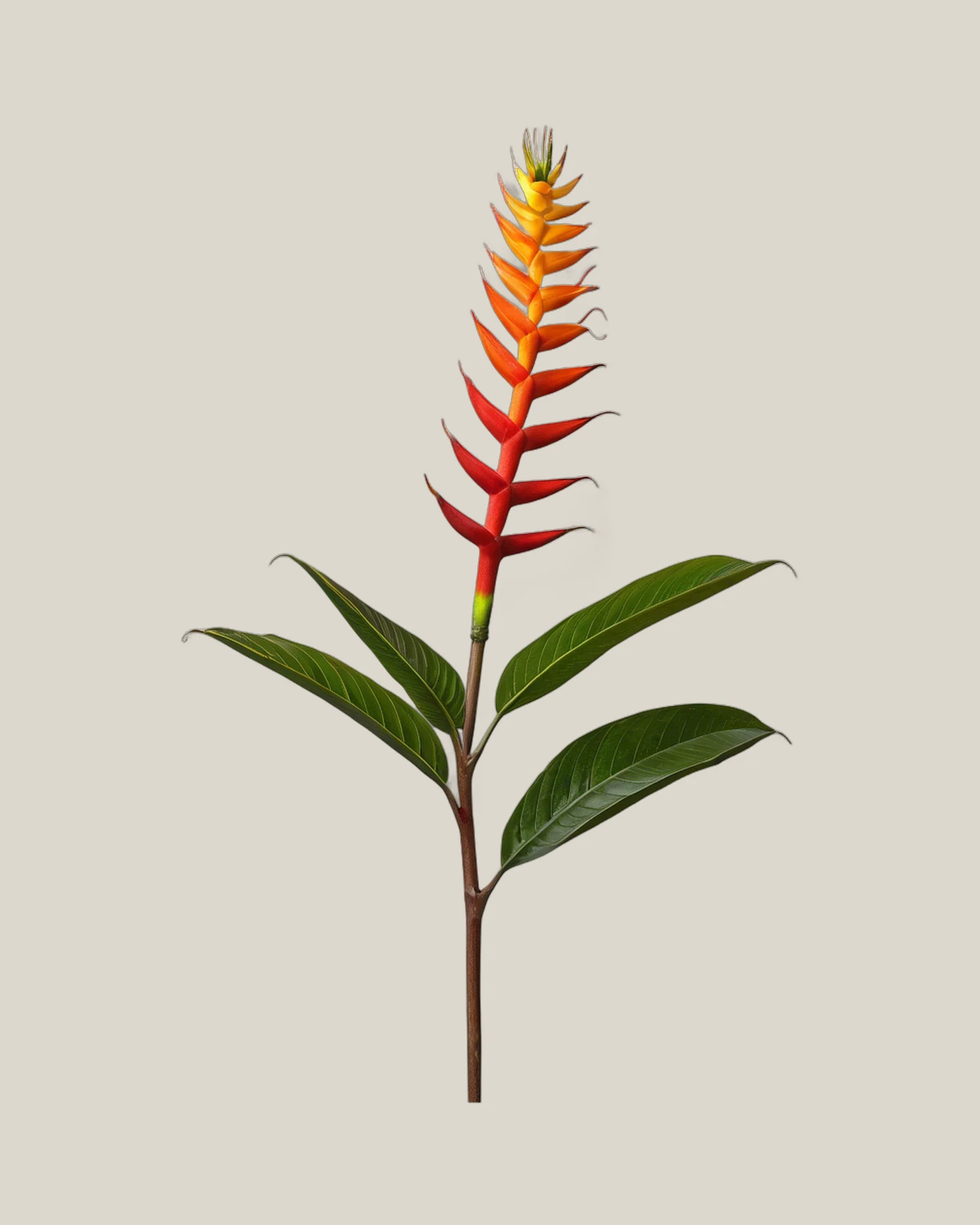 Heliconia Bihai – Heliconia bihai, freigestellte botanische Studioaufnahme