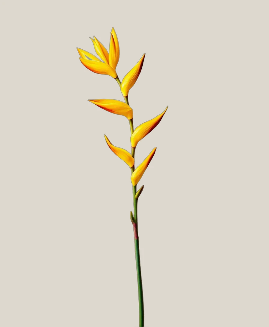 Heliconia Gelb – Heliconia, freigestellte botanische Studioaufnahme