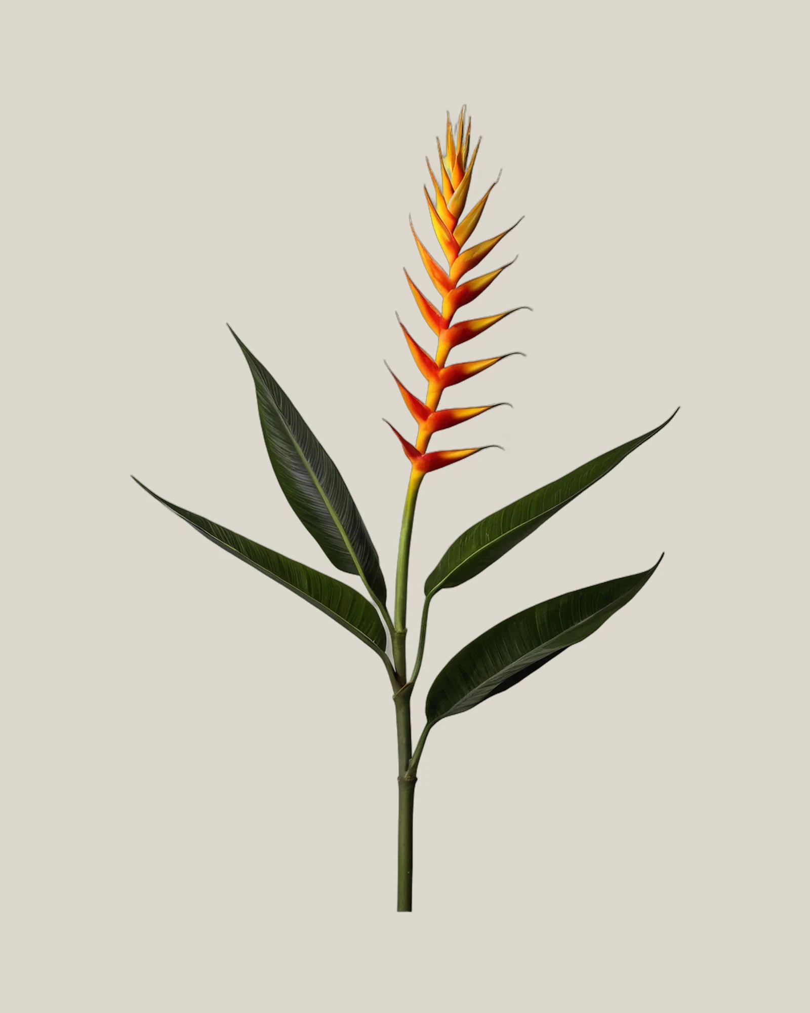 Helikonie – Heliconia, freigestellte botanische Studioaufnahme