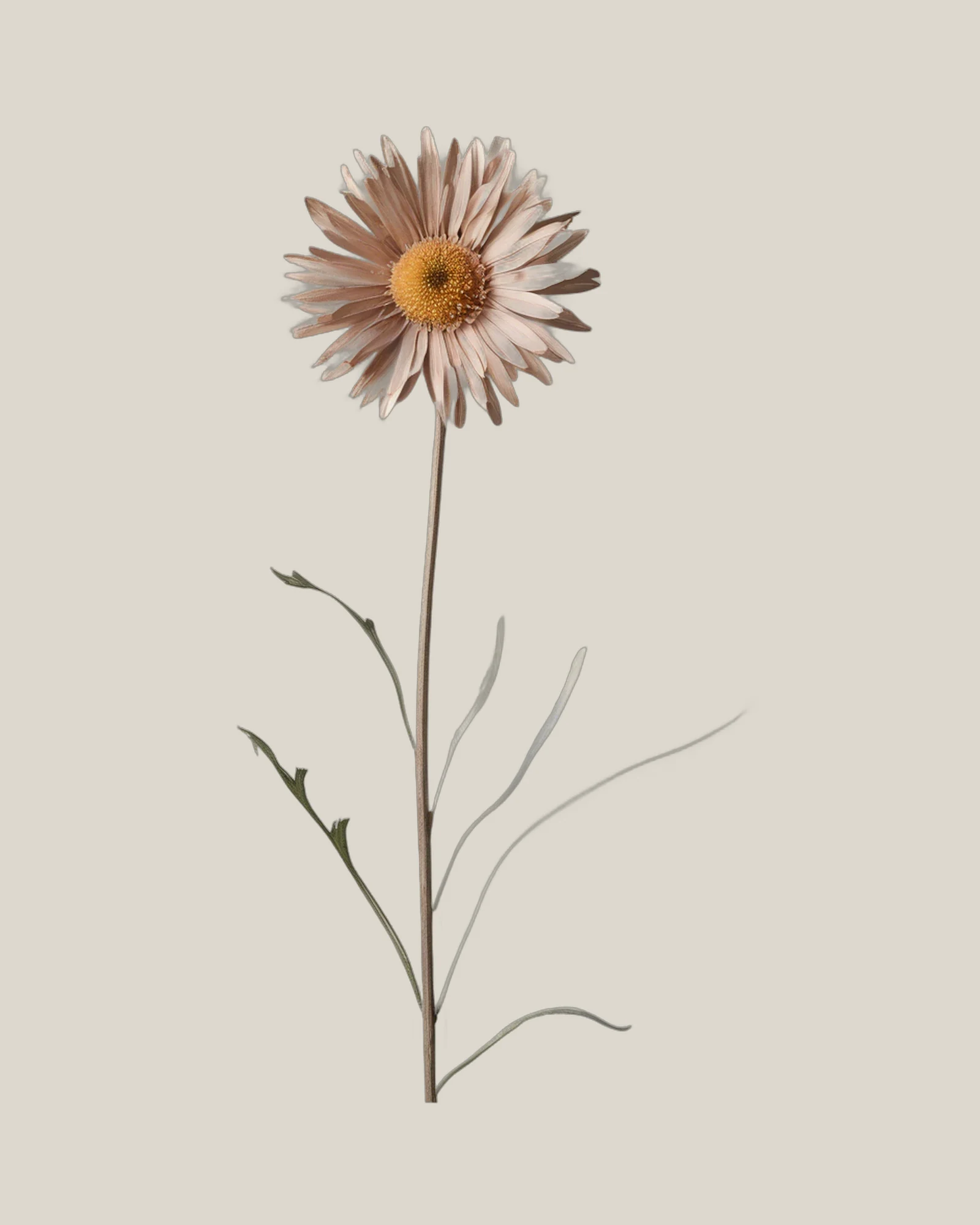 Sonnenflügel – Rhodanthe, freigestellte botanische Studioaufnahme