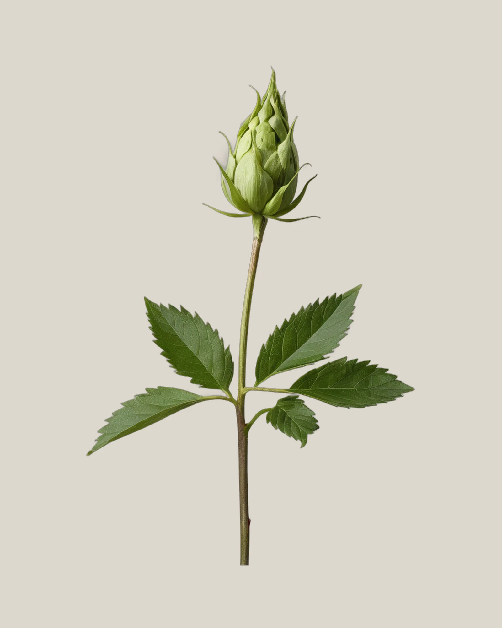 Hopfenranke – , freigestellte botanische Studioaufnahme