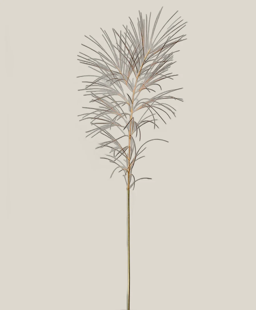 Mähnengerste – Hordeum jubatum, freigestellte botanische Studioaufnahme
