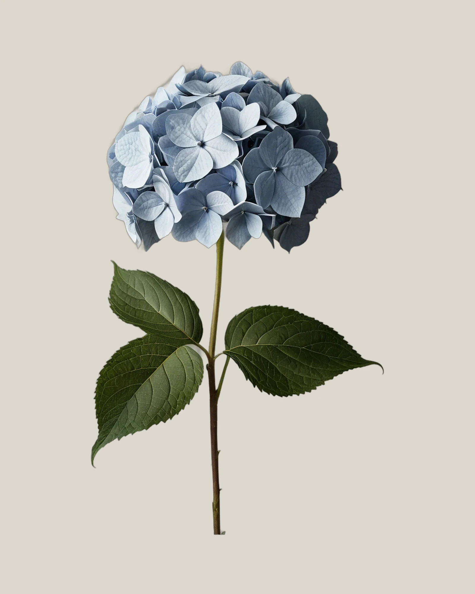 Hortensie Antique – Hydrangea macrophylla, freigestellte botanische Studioaufnahme