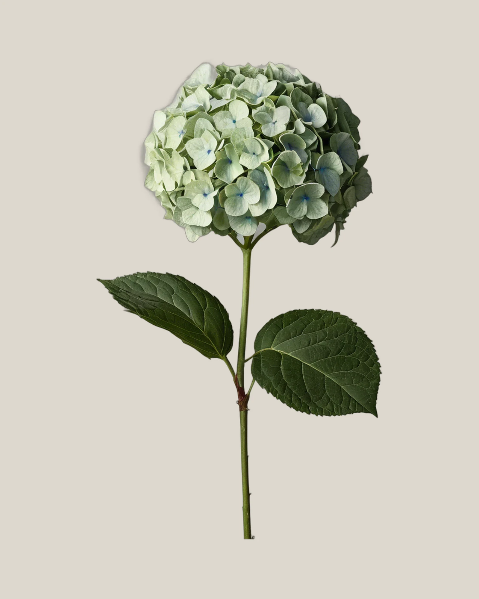 Hortensie Grün – Hydrangea macrophylla, freigestellte botanische Studioaufnahme
