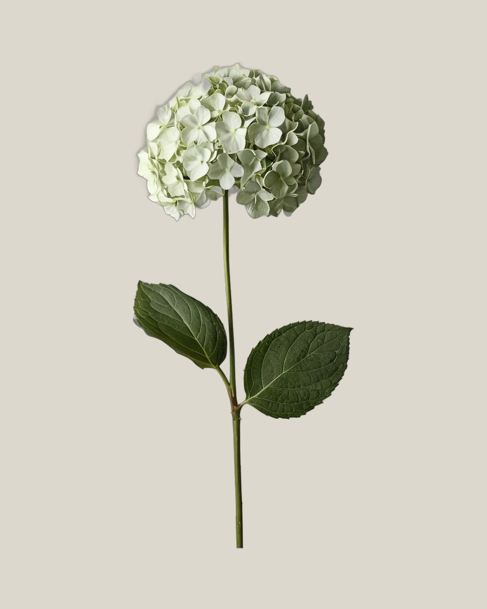 Hortensie Weiß – Hydrangea macrophylla, freigestellte botanische Studioaufnahme
