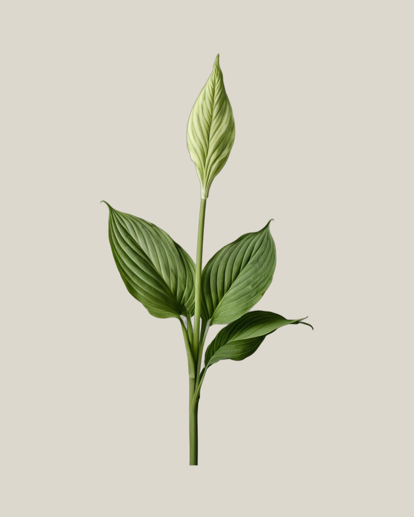 Hosta-Blatt – Hosta, freigestellte botanische Studioaufnahme