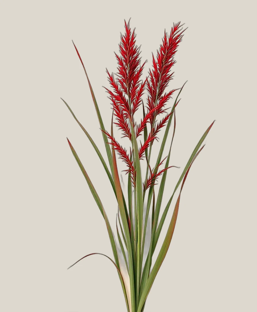 Japanisches Blutgras – Imperata cylindrica, freigestellte botanische Studioaufnahme
