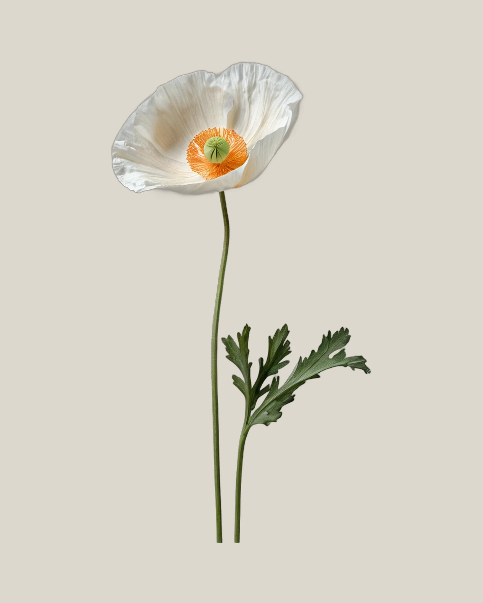 Islandmohn Weiß – Papaver nudicaule, freigestellte botanische Studioaufnahme
