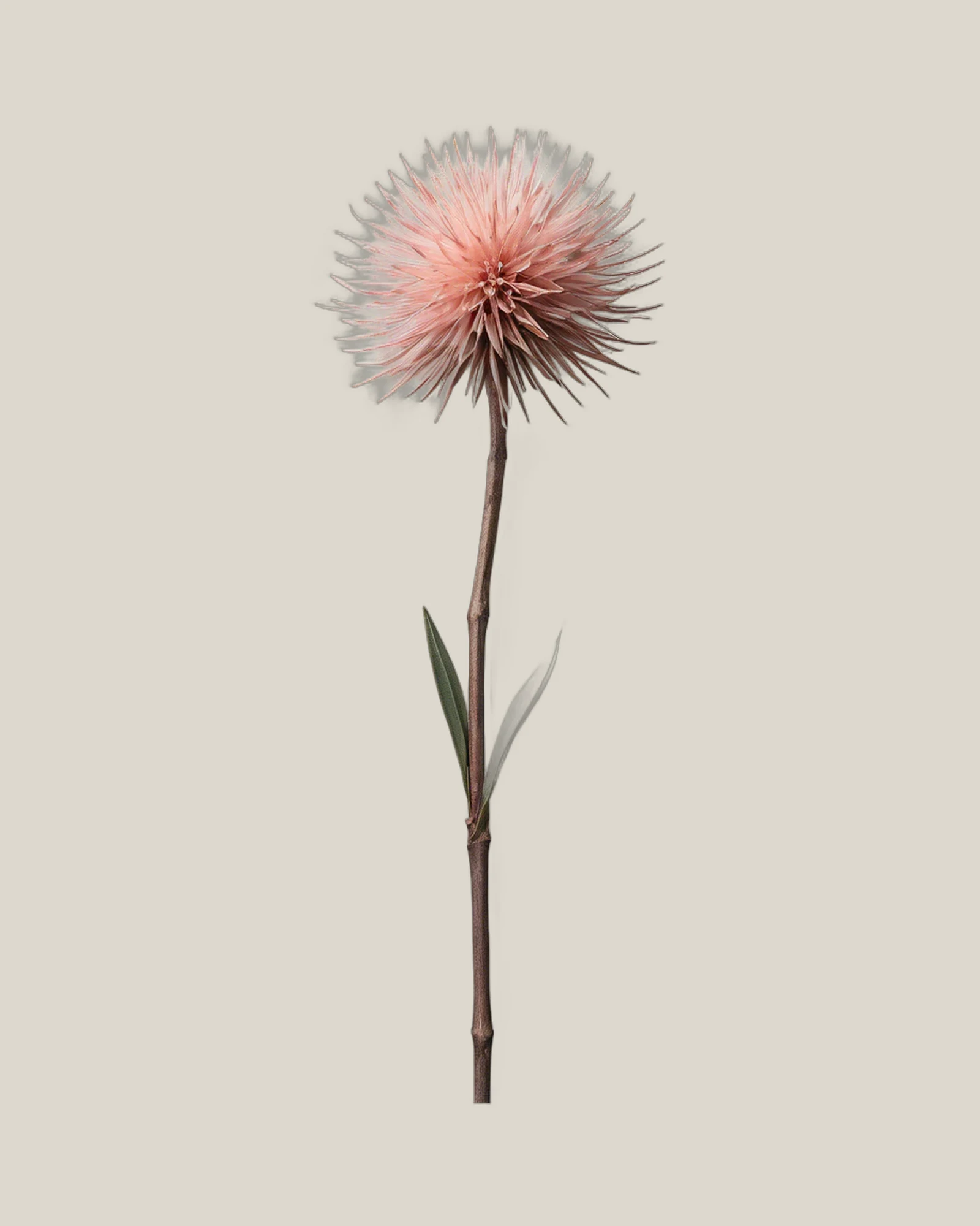 Drumstick – Isopogon, freigestellte botanische Studioaufnahme