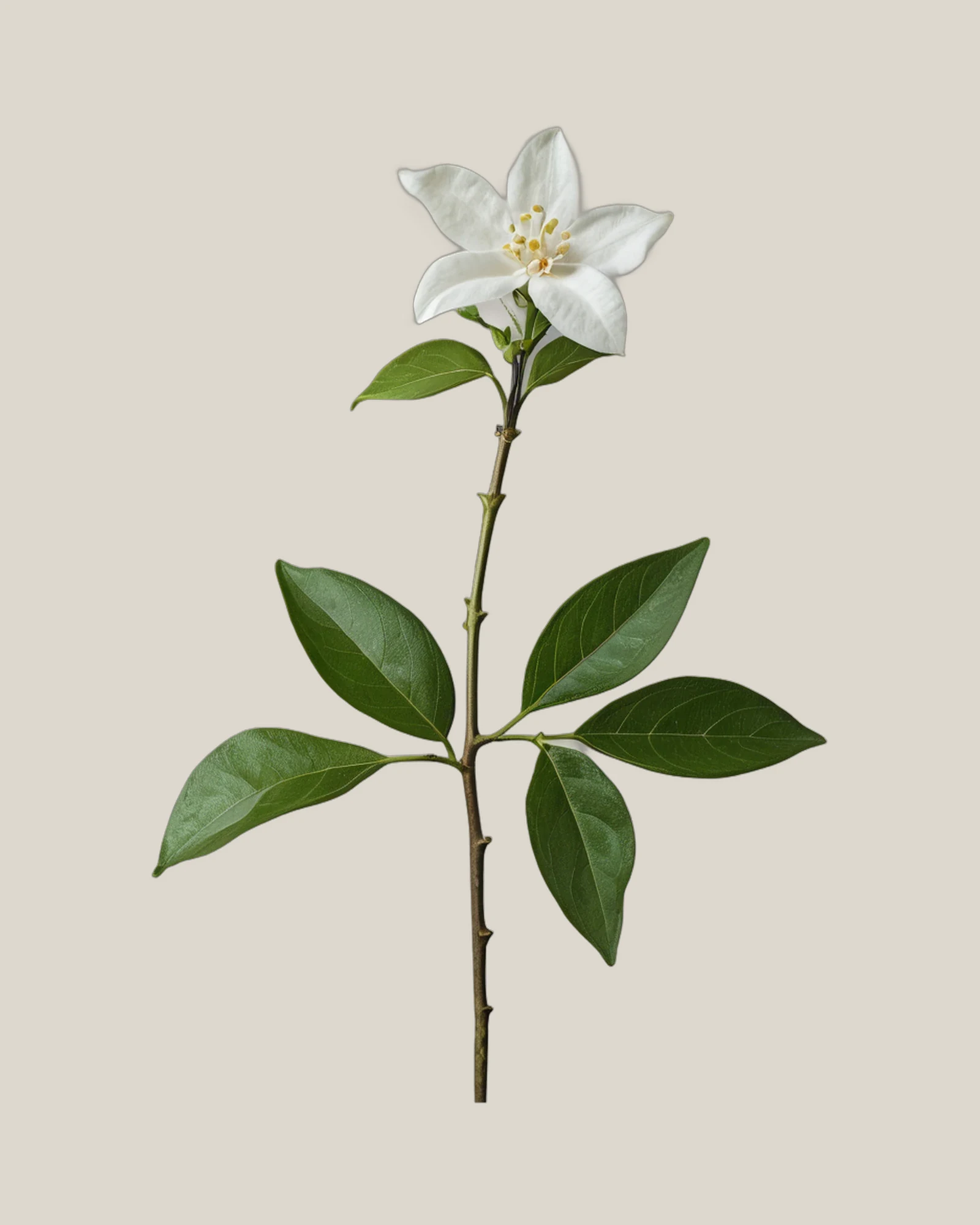 Jasmin – , freigestellte botanische Studioaufnahme