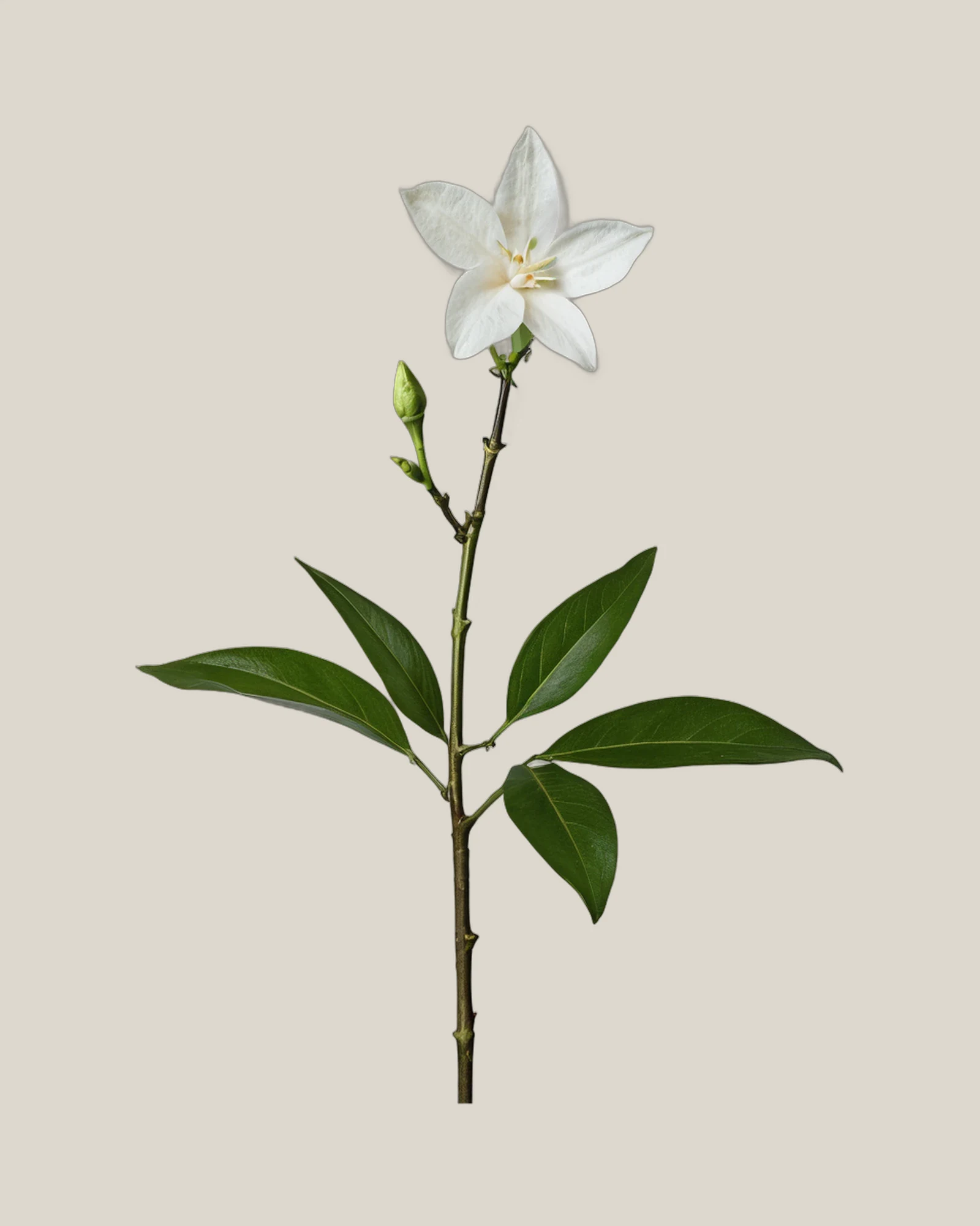 Jasminranke – , freigestellte botanische Studioaufnahme