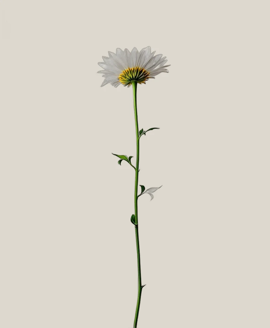 Kamille – , freigestellte botanische Studioaufnahme