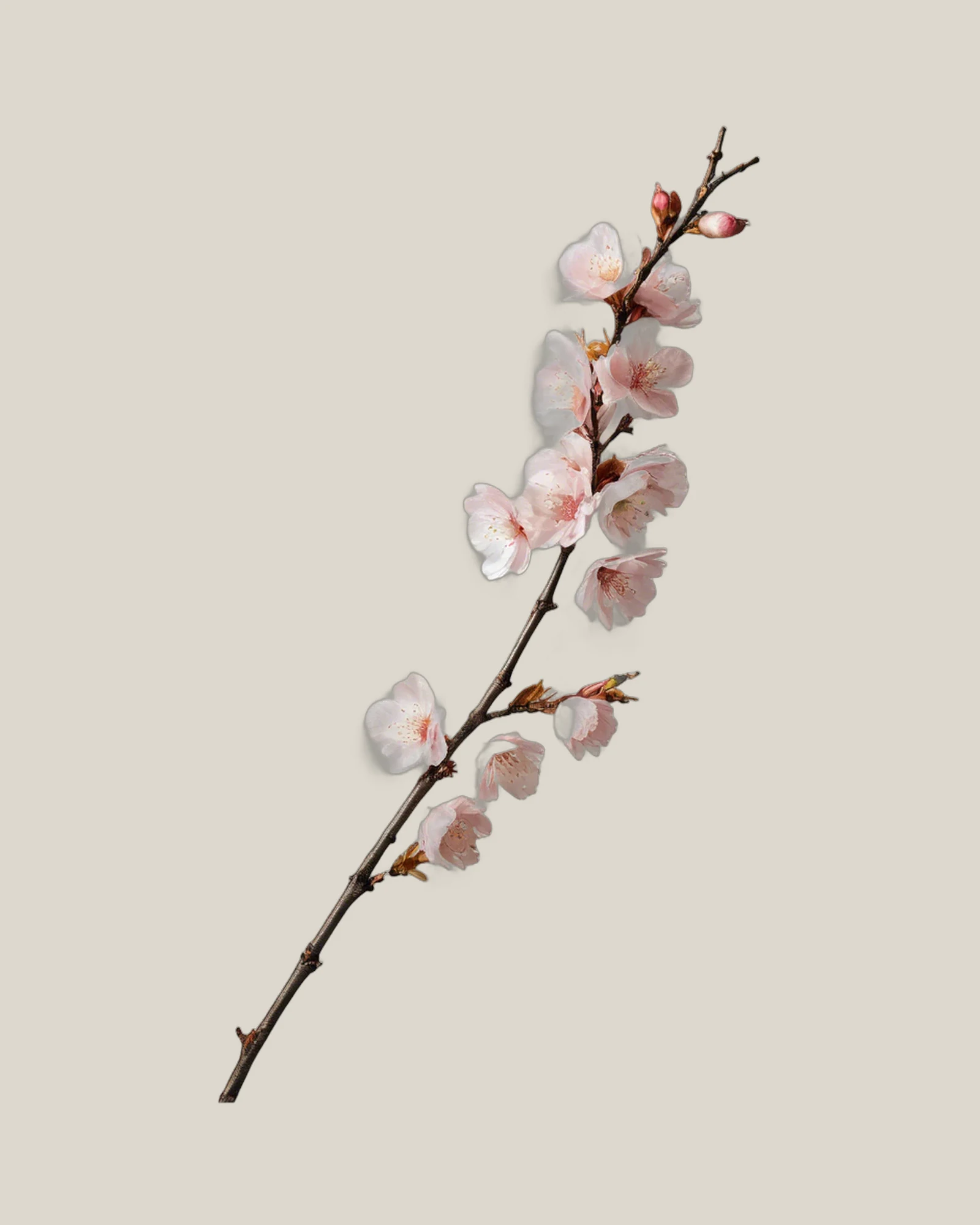Kirschblütenzweig – Prunus serrulata, freigestellte botanische Studioaufnahme