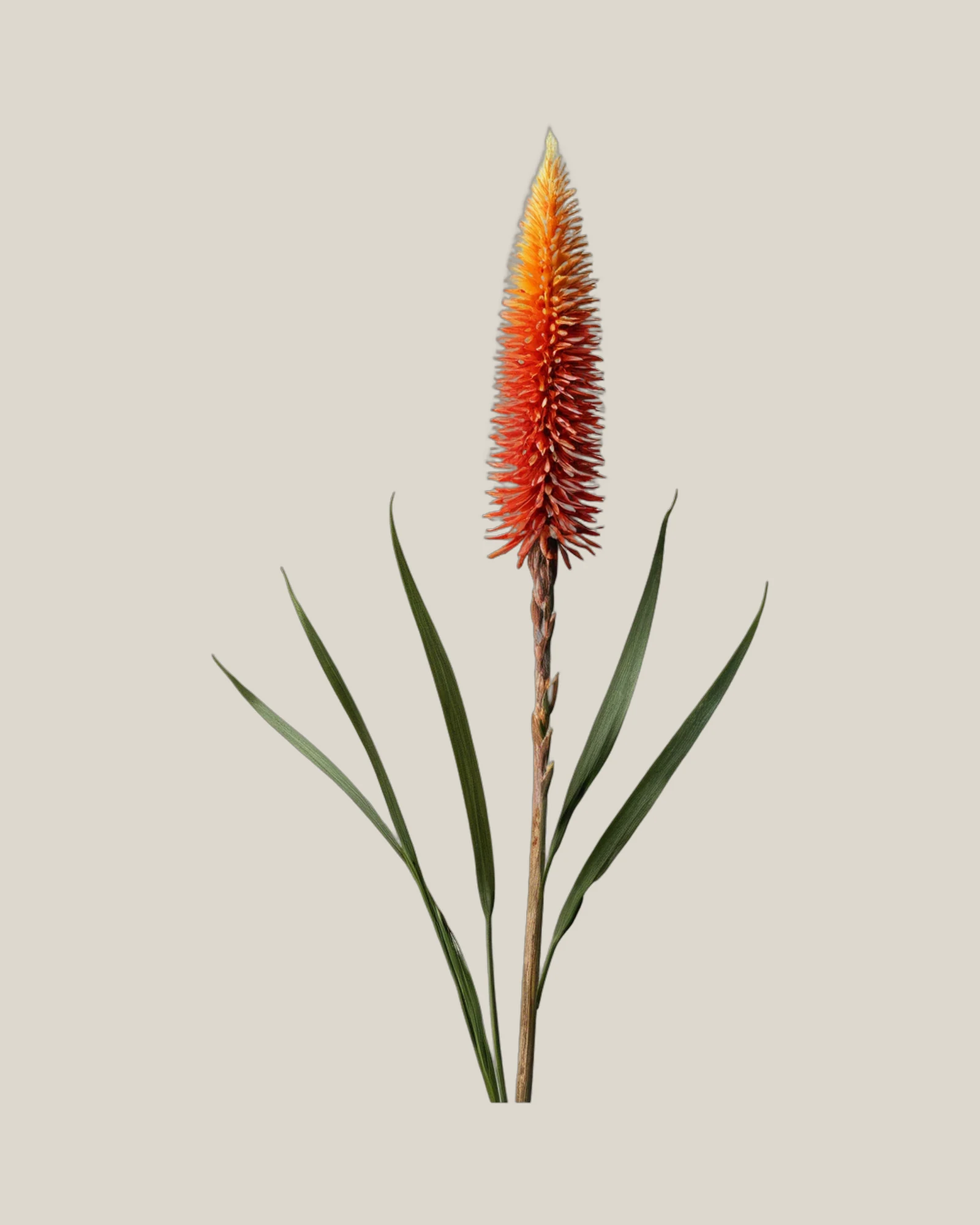 Fackellilie – Kniphofia uvaria, freigestellte botanische Studioaufnahme