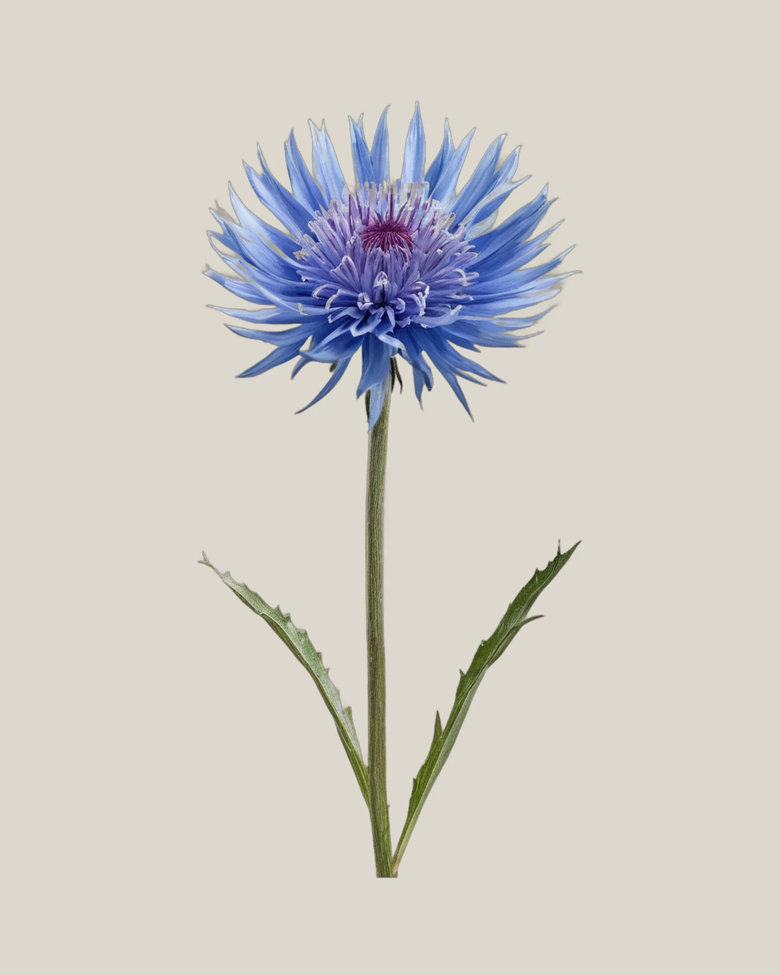 Kornblume – Centaurea cyanus, freigestellte botanische Studioaufnahme