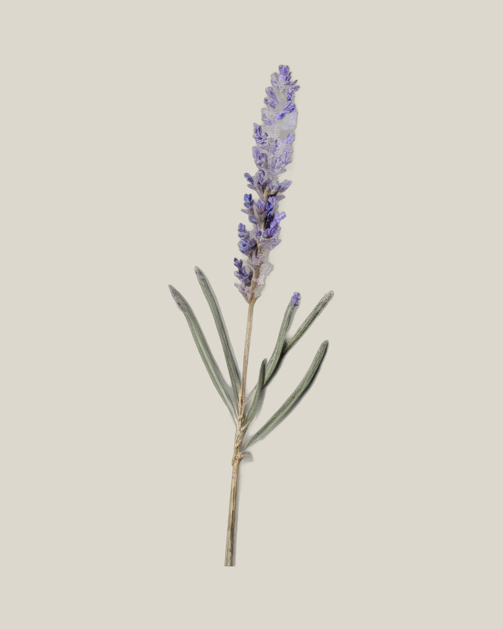 Lavendel getrocknet – Lavandula angustifolia, freigestellte botanische Studioaufnahme