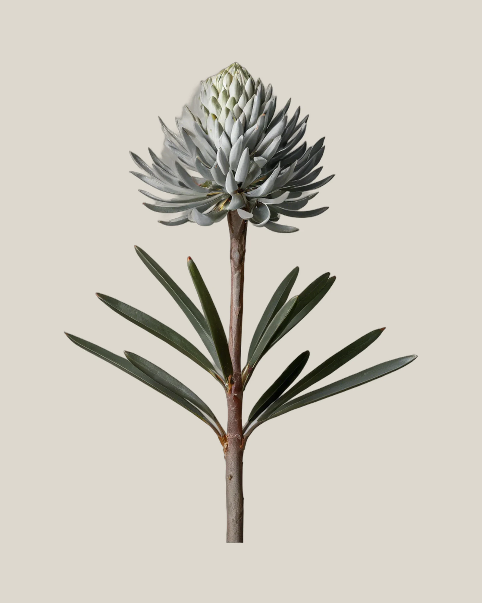 Silberbaum – Leucadendron argenteum, freigestellte botanische Studioaufnahme