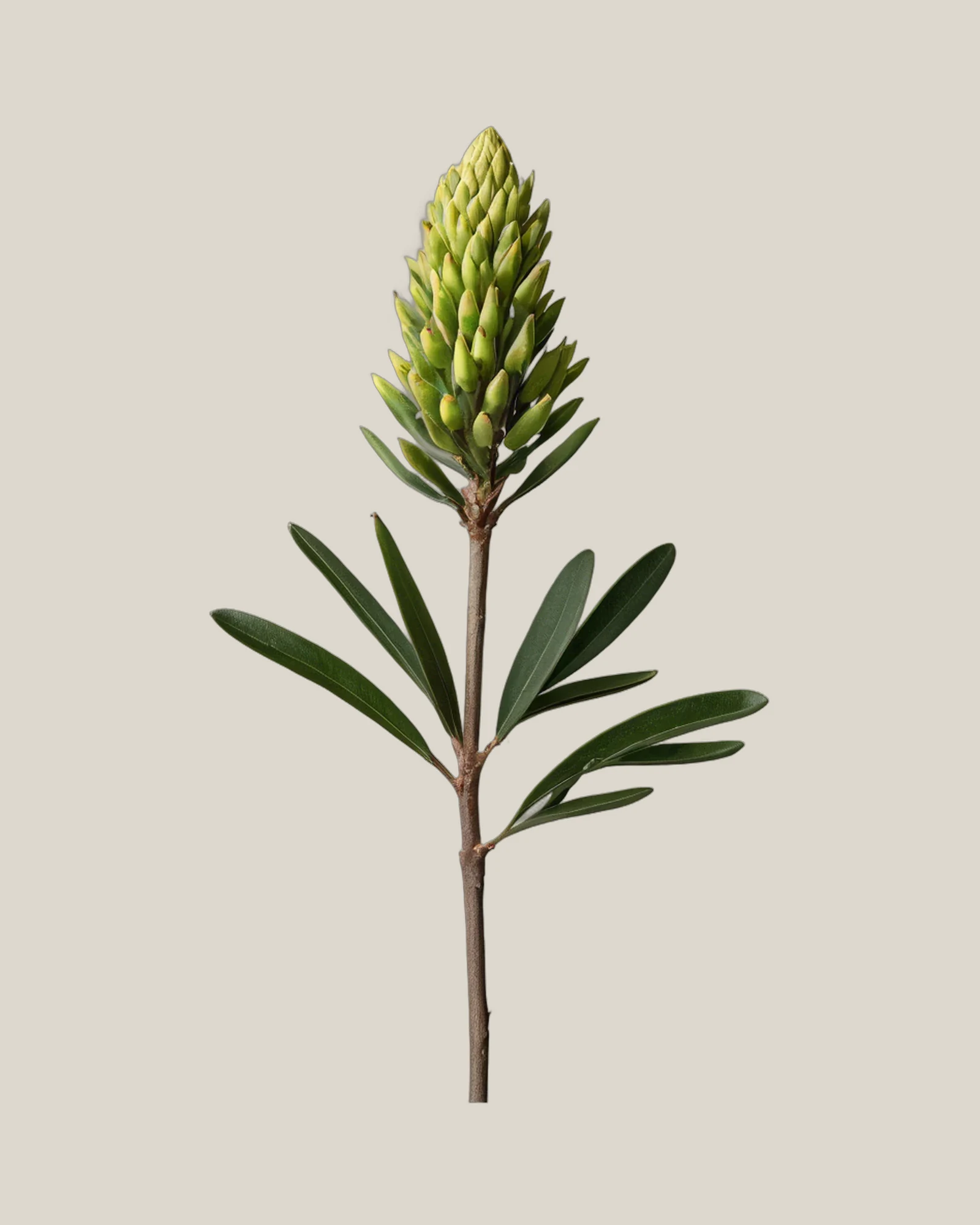 Leucadendron Pisa – Leucadendron, freigestellte botanische Studioaufnahme