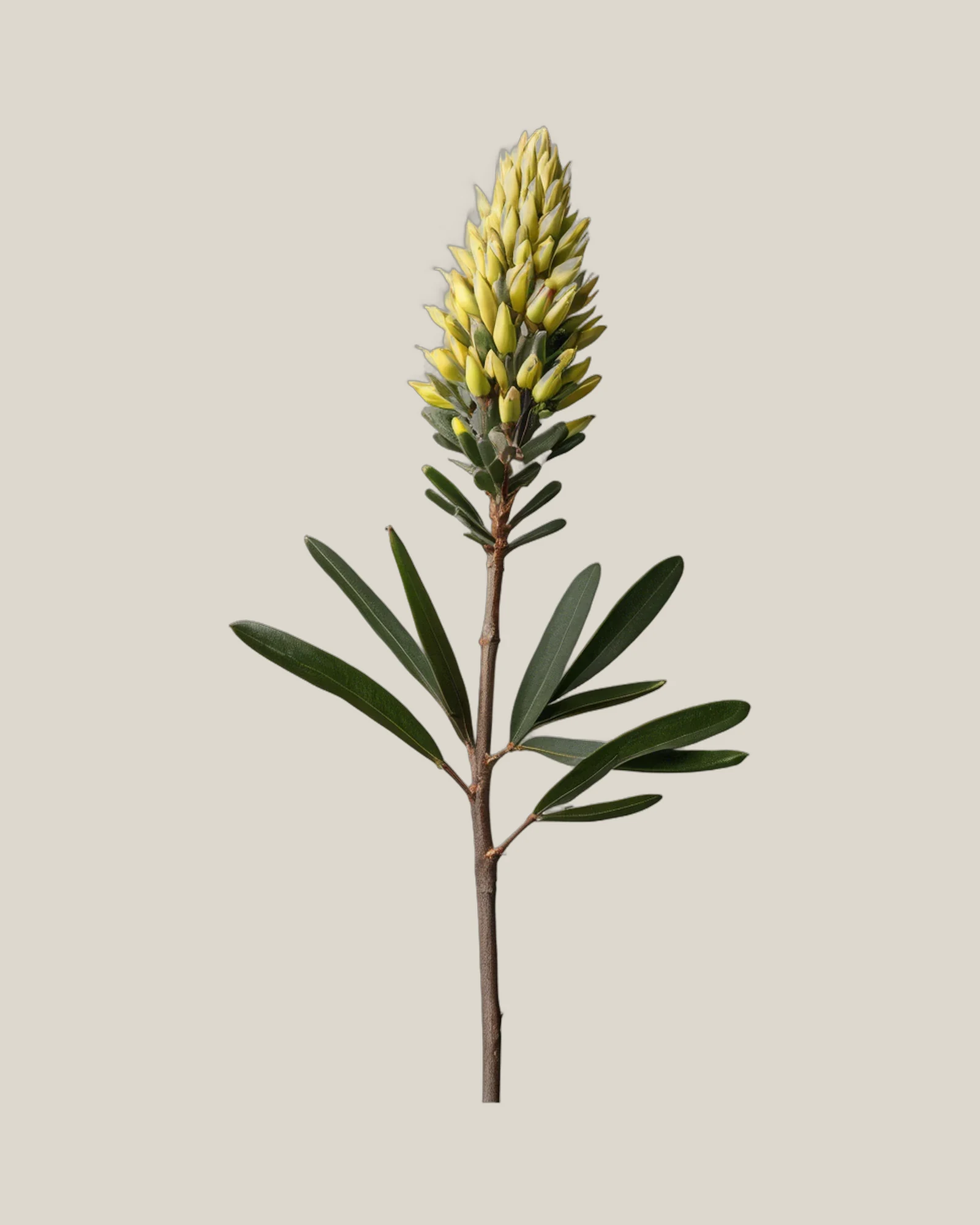 Leucadendron Wilsons Wonder – Leucadendron, freigestellte botanische Studioaufnahme