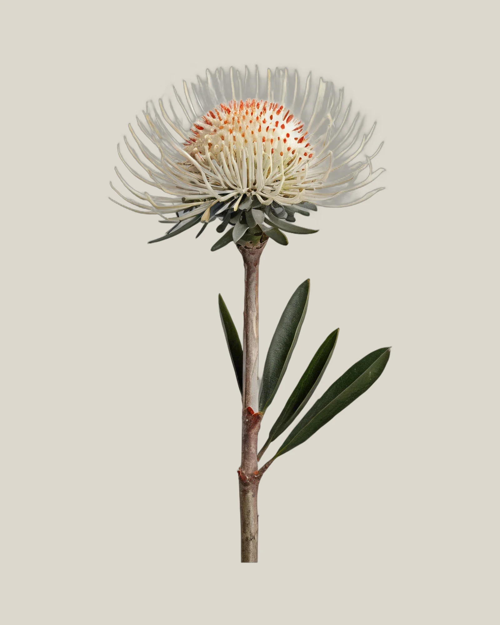 Nadelkissen Carnival Yellow – Leucospermum, freigestellte botanische Studioaufnahme