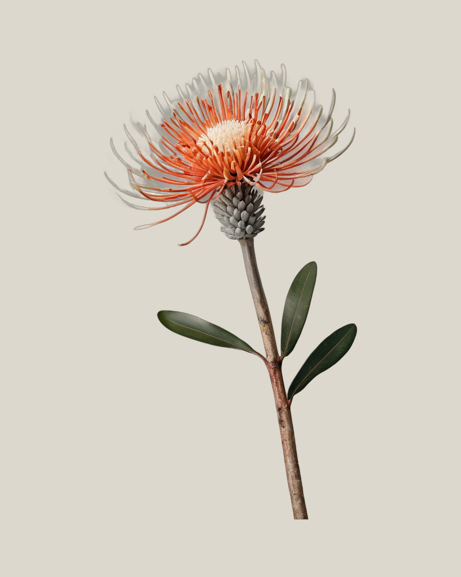 Nadelkissen Spider – Leucospermum, freigestellte botanische Studioaufnahme