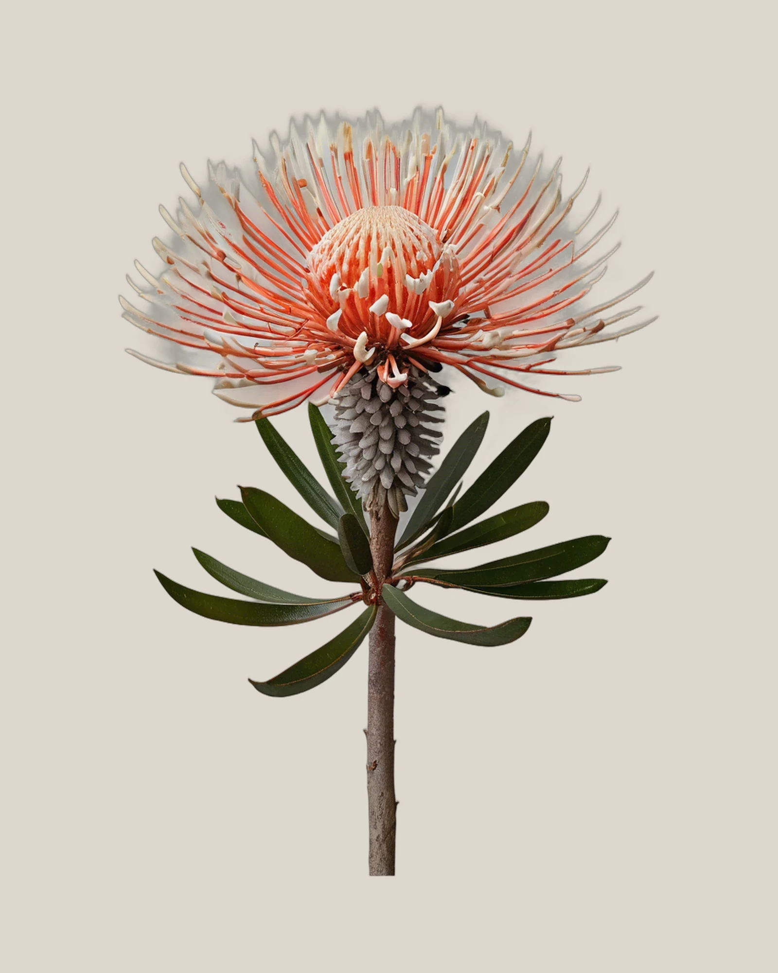 Leucospermum – Leucospermum cordifolium, freigestellte botanische Studioaufnahme