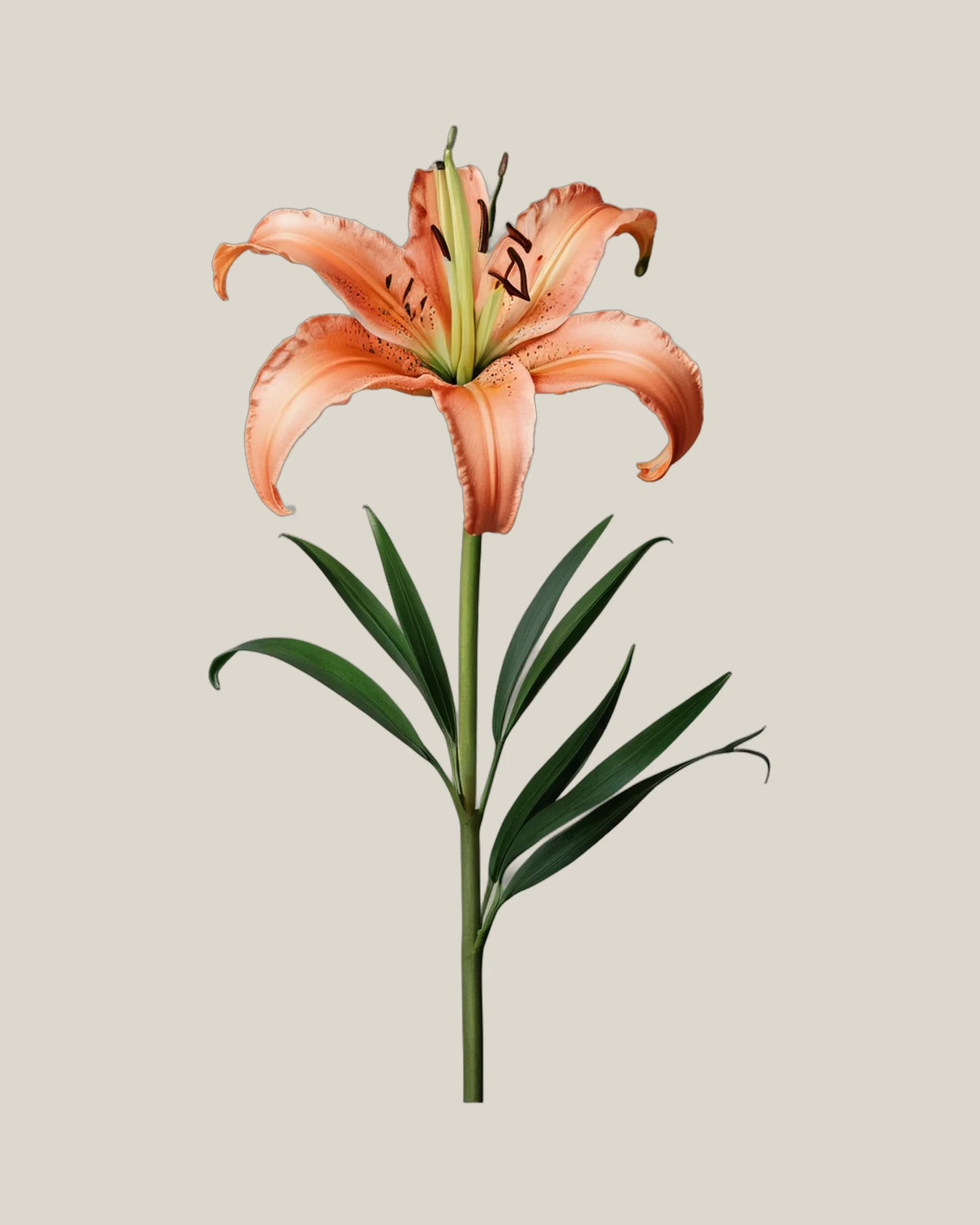 Lilie Orange – Lilium, freigestellte botanische Studioaufnahme