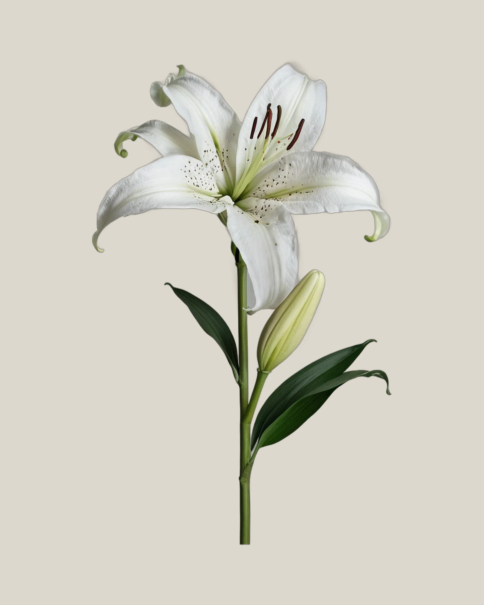 Lilie Weiß – Lilium, freigestellte botanische Studioaufnahme