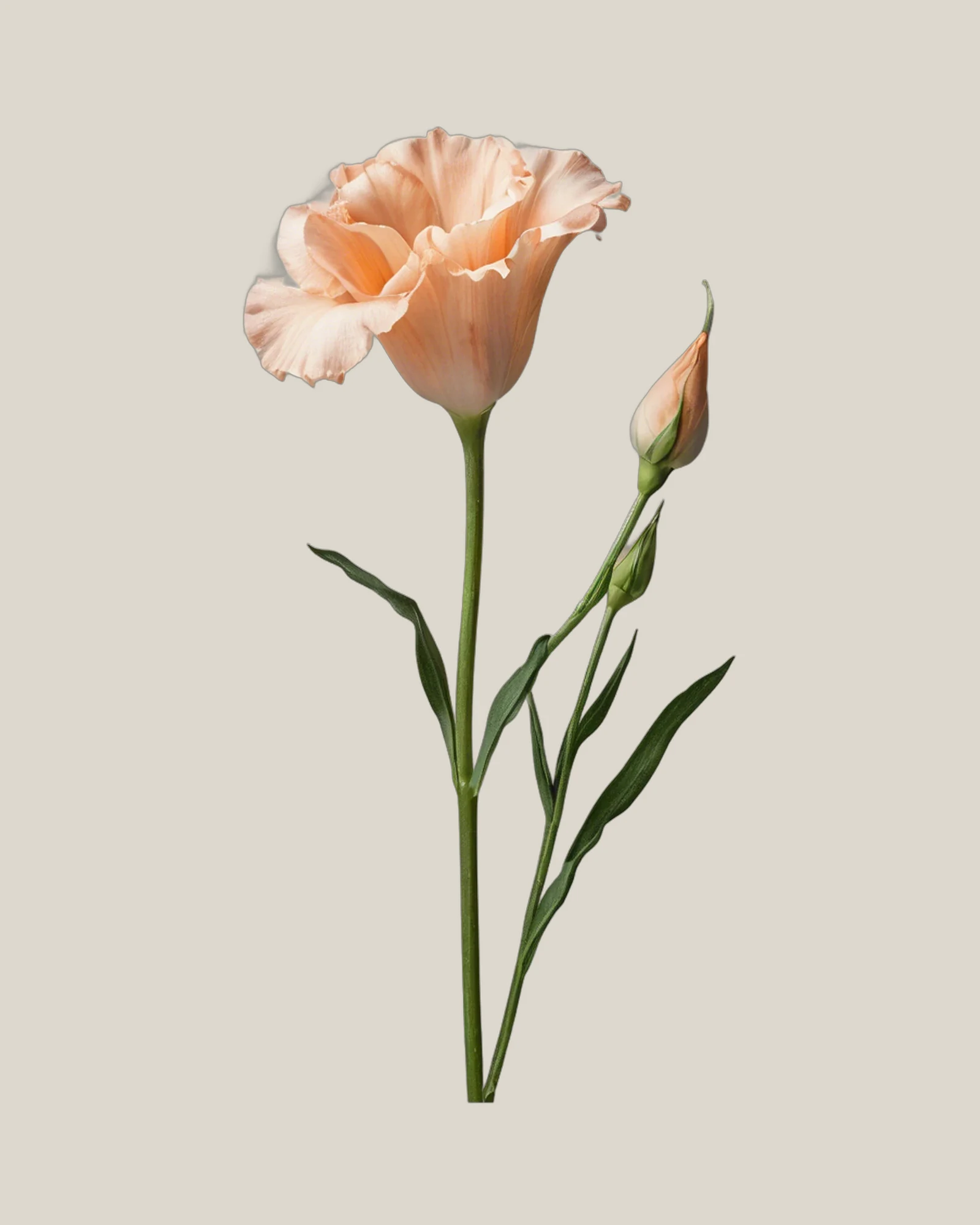 Lisianthus Apricot – Eustoma grandiflorum, freigestellte botanische Studioaufnahme