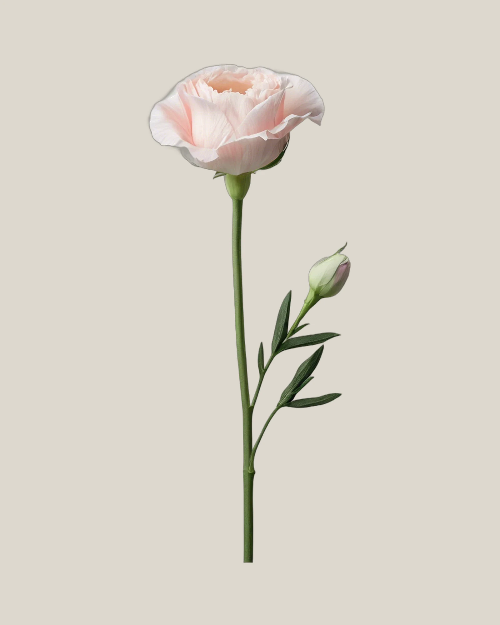 Lisianthus Rosa – Eustoma grandiflorum, freigestellte botanische Studioaufnahme