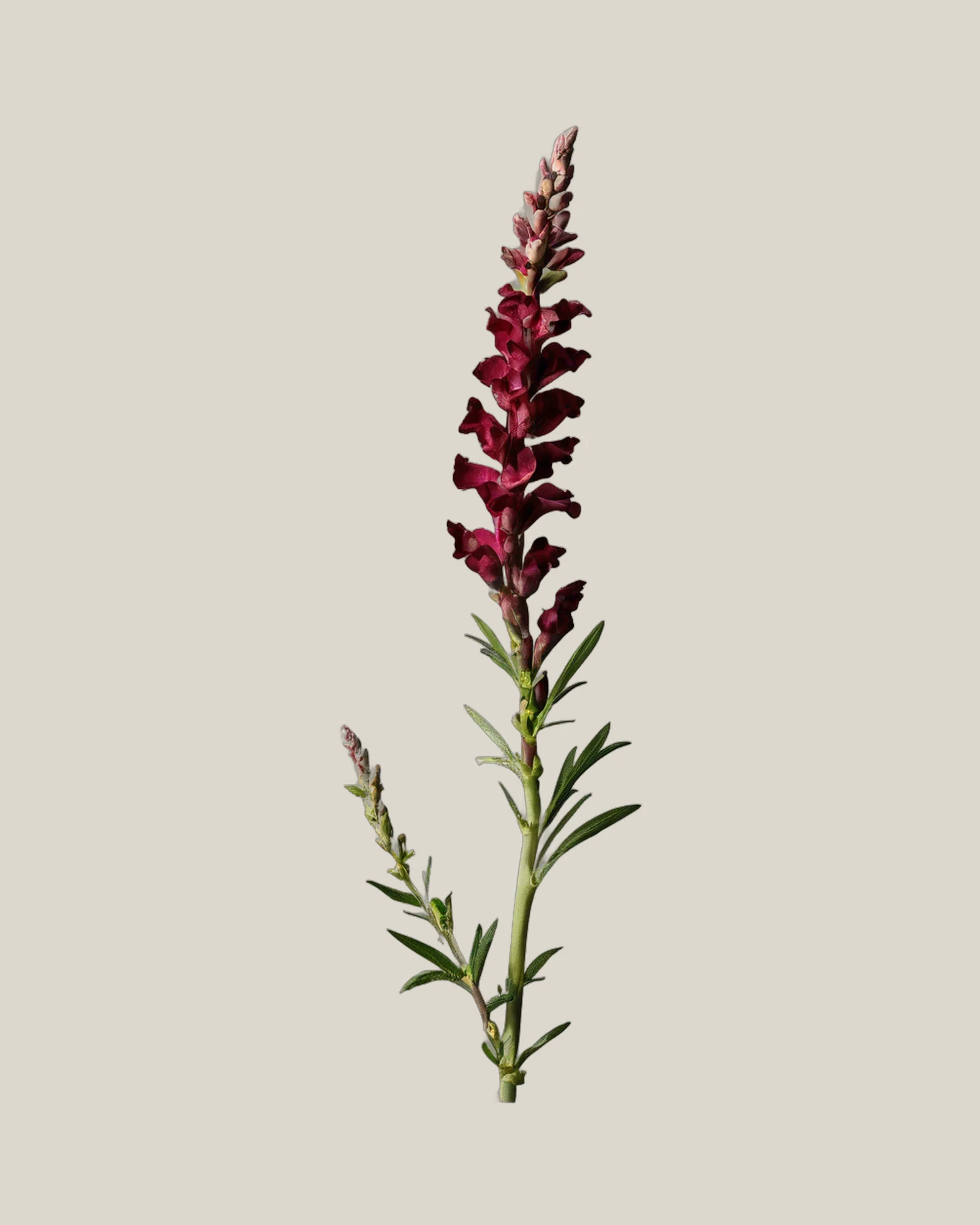 Löwenmäulchen Burgundy – Antirrhinum majus, freigestellte botanische Studioaufnahme