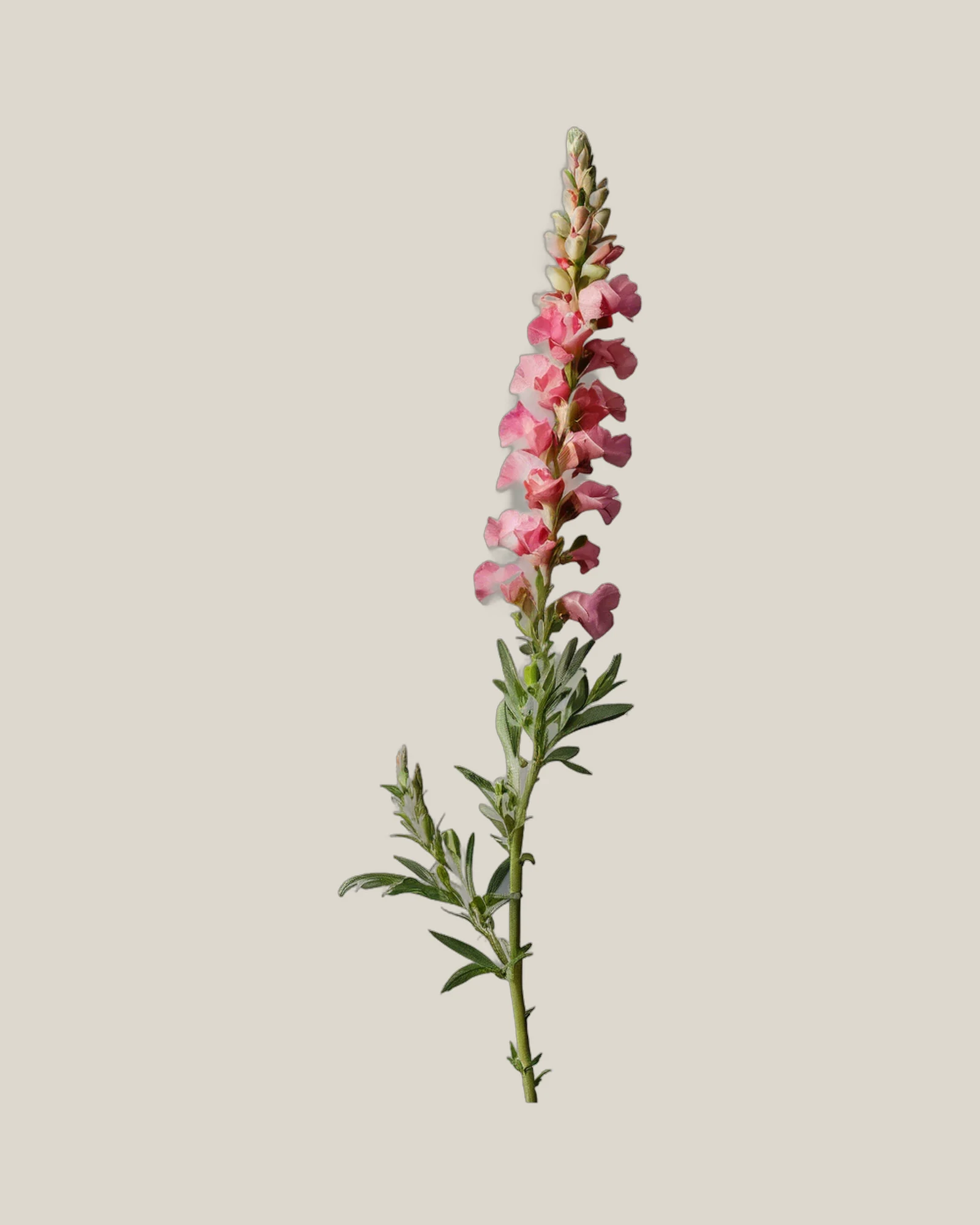 Löwenmäulchen Rosa – Antirrhinum majus, freigestellte botanische Studioaufnahme