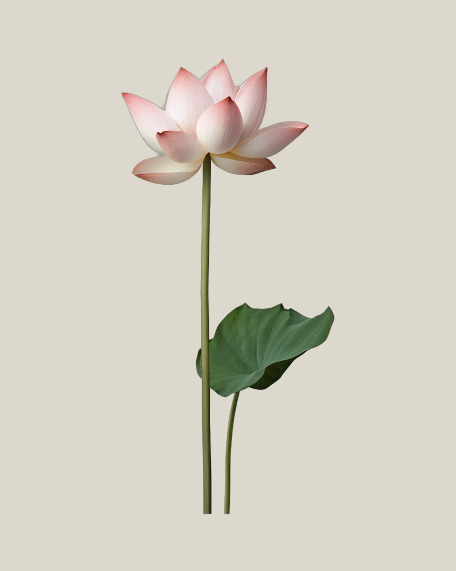 Lotusblüte – Nelumbo nucifera, freigestellte botanische Studioaufnahme