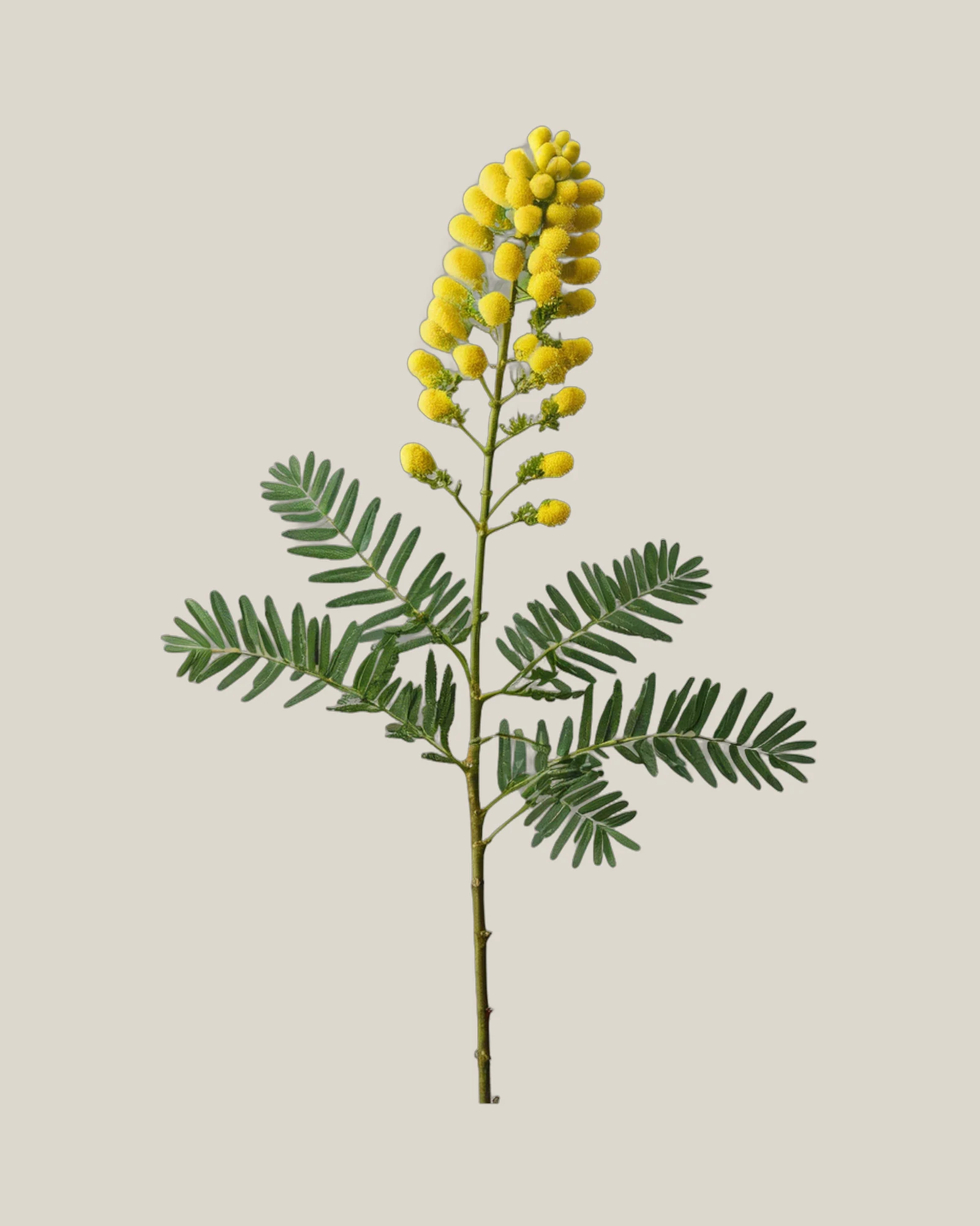 Mimose – , freigestellte botanische Studioaufnahme